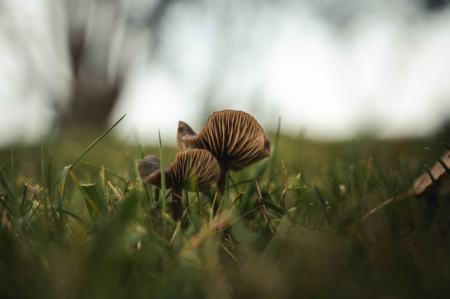 moody close up of mushroom, tucked in the grass in Silverton, Oregon.
