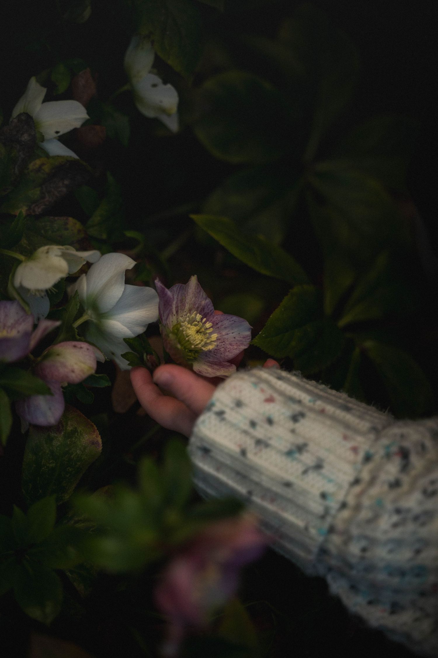 A hand wearing a knitted sweater sleeve gently touches delicate pink and white hellebore flowers in a dark garden setting.