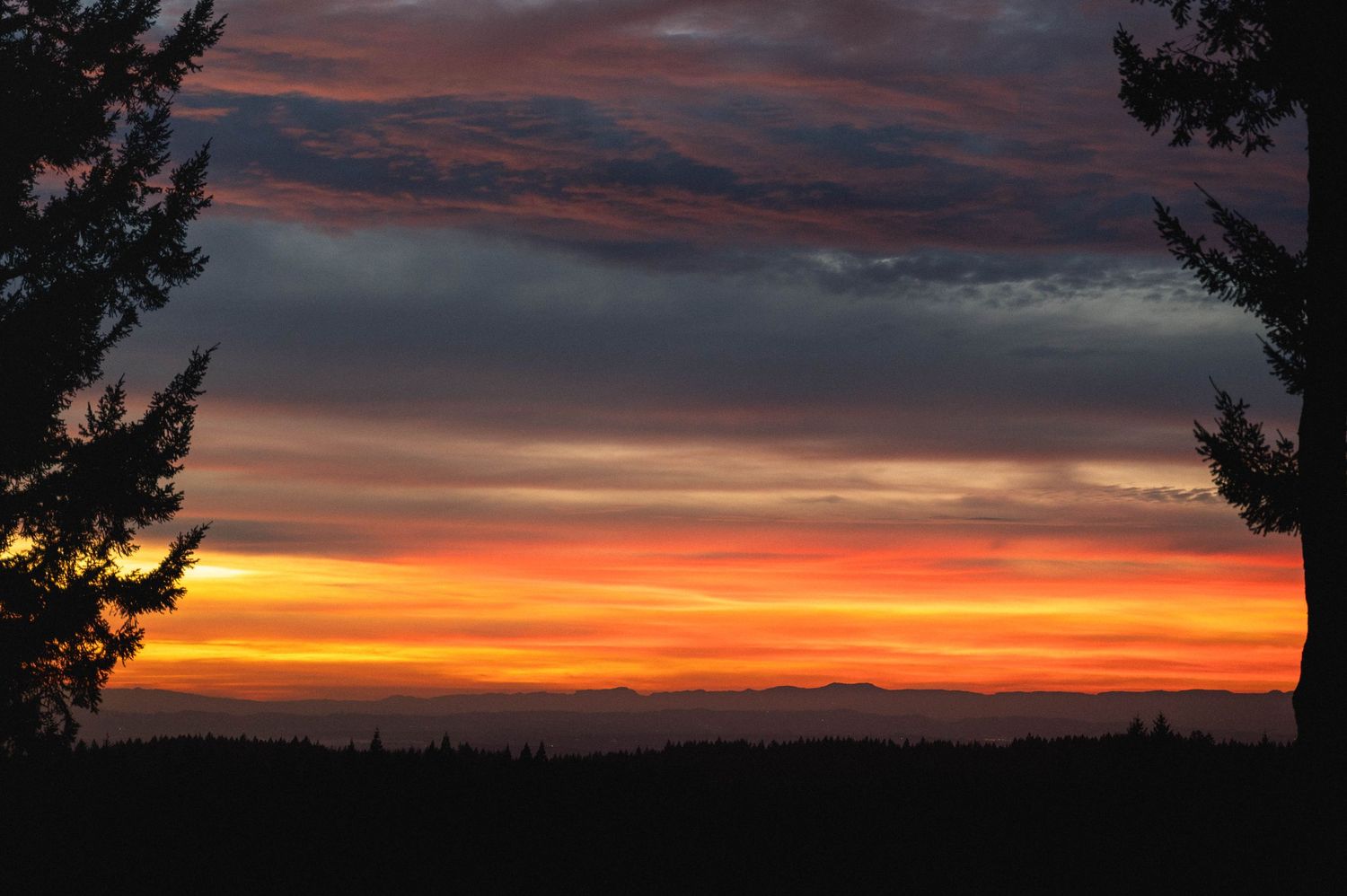 Panoramic sunset sky with silhouetted pine trees and vibrant orange and purple clouds stretching across the horizon.