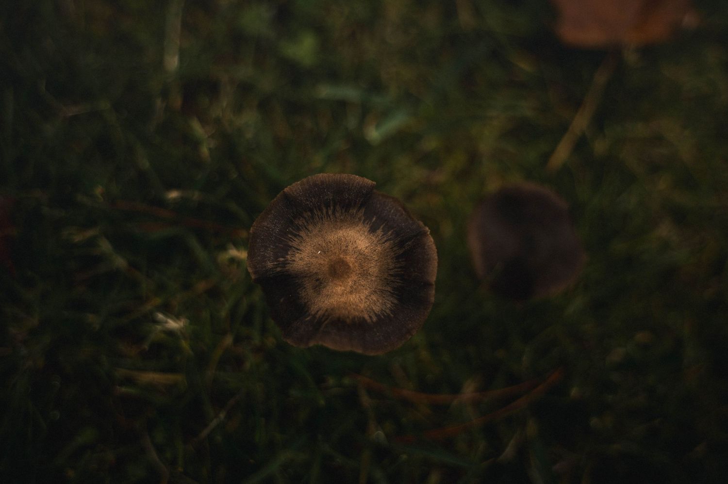 moody close up of a small mushroom, tucked in the grass in Silverton, Oregon.