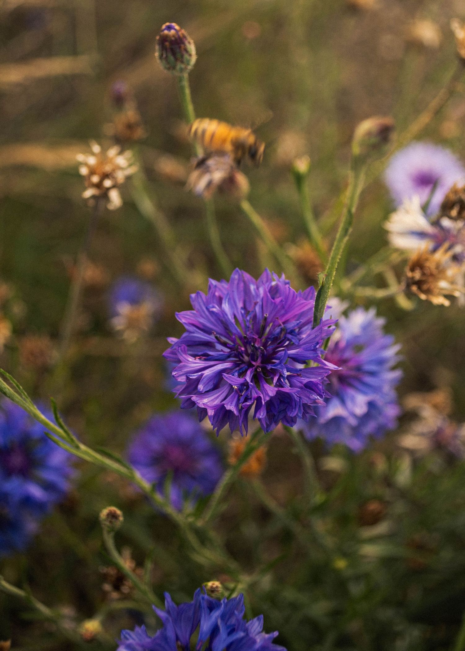 moody close up of purple blossoms in the Willamette Valley, Oregon.