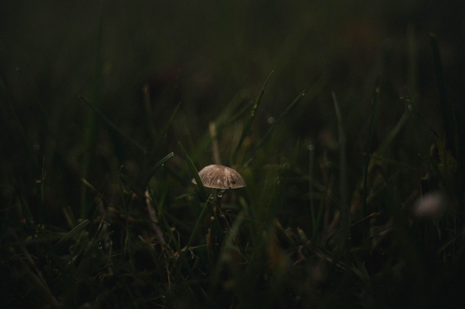 moody close up of a very small mushroom, tucked in the grass in Silverton, Oregon.