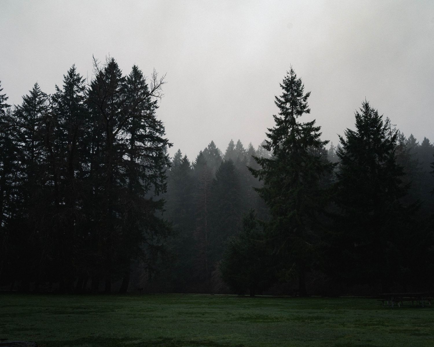 Moody, foggy landscape of tall fir trees at Silver Falls State Park in Oregon