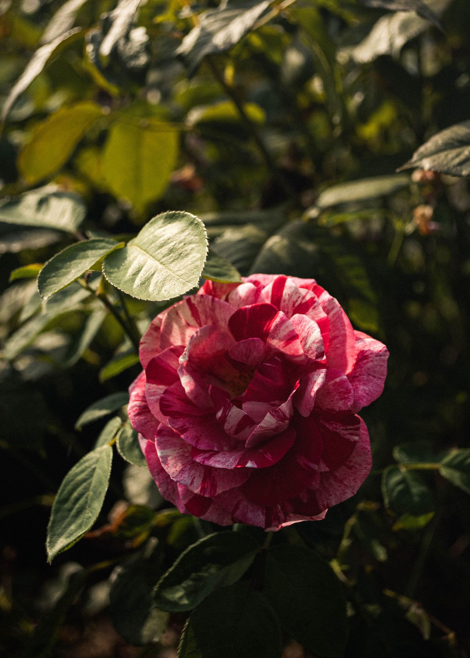 moody close up of a pink rose in the Willamette Valley, Oregon.