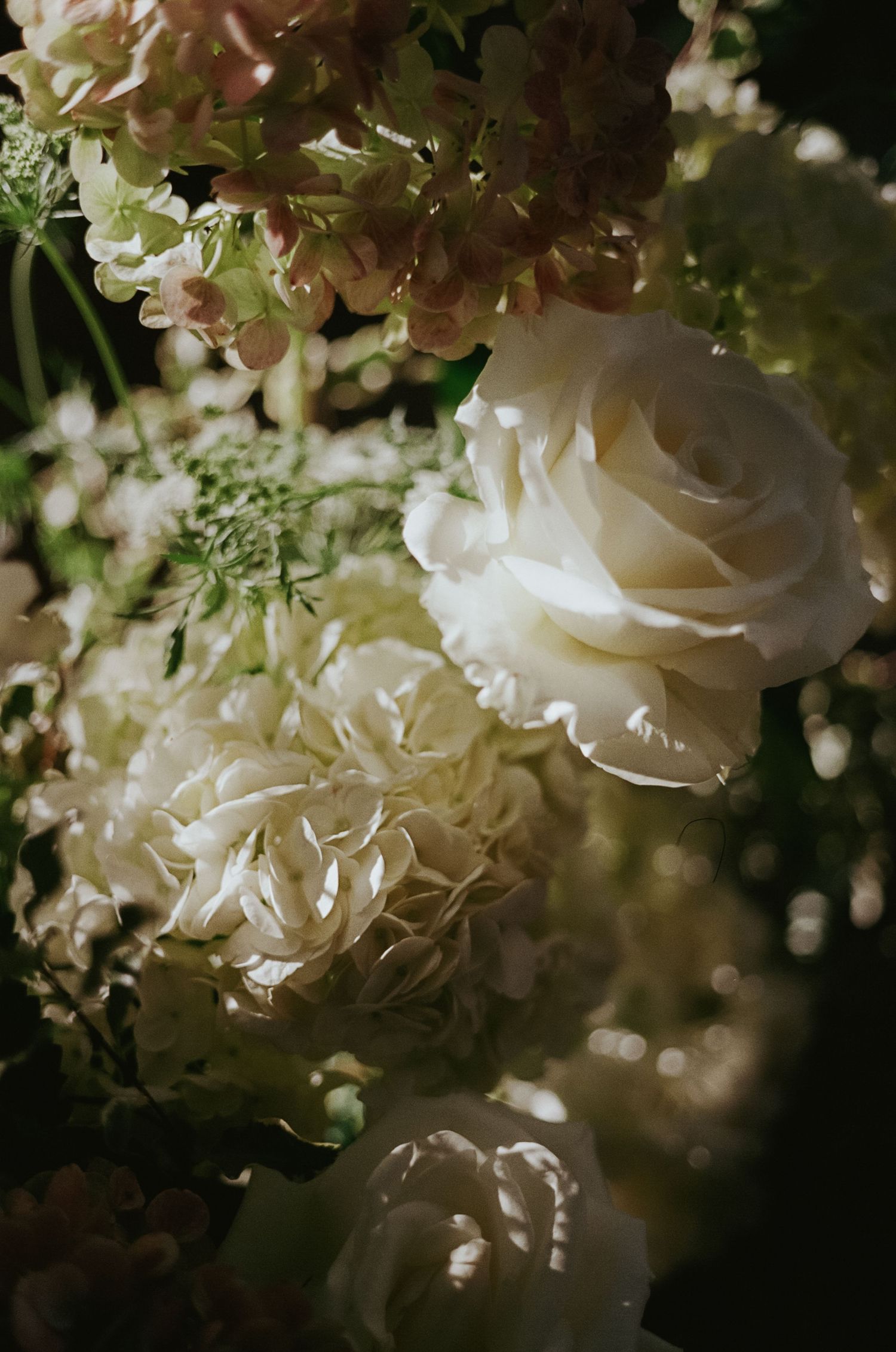 Delicate white roses and baby's breath flowers create a romantic floral arrangement with soft lighting and bokeh effects.