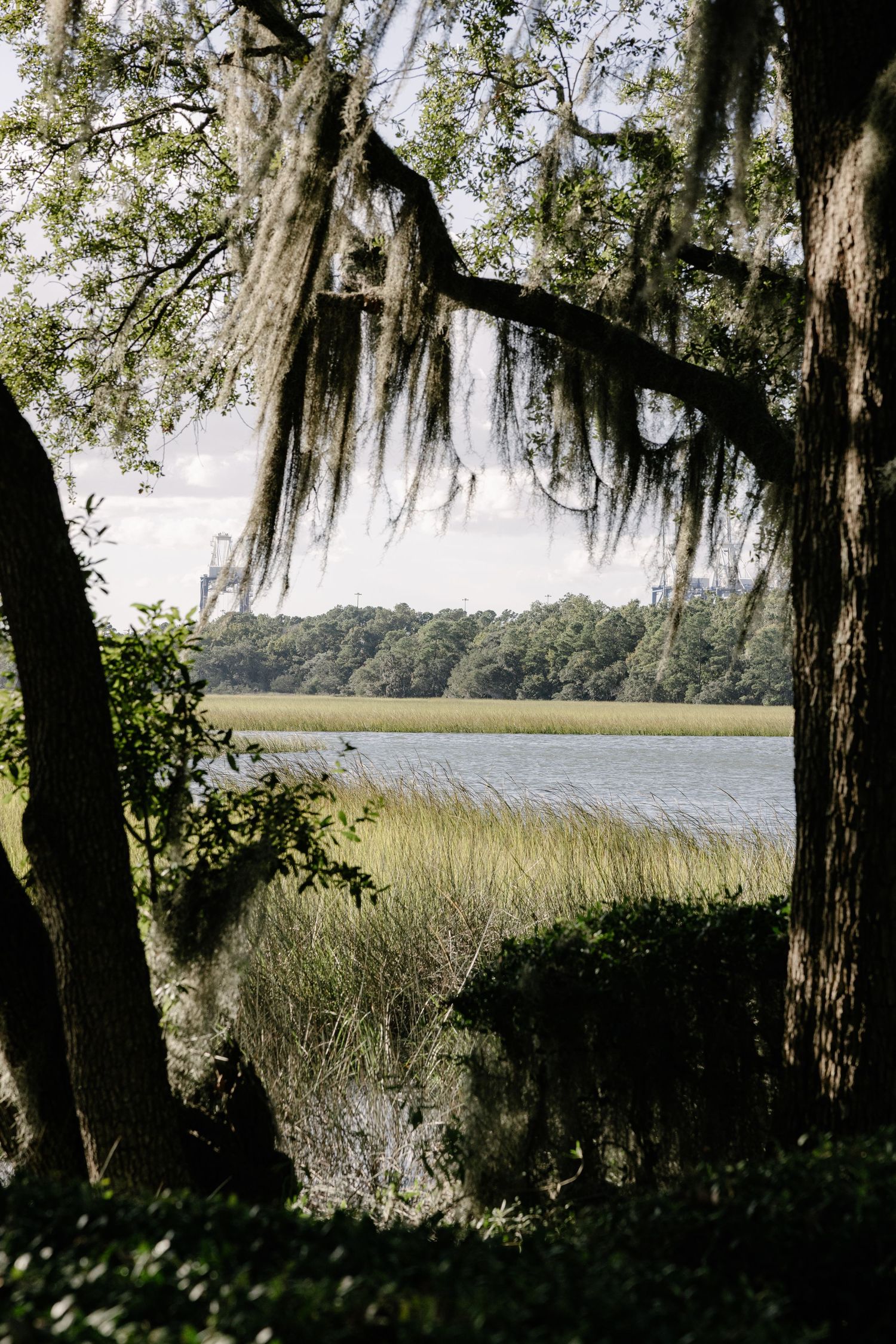 Spanish moss drapes from oak trees overlooking a serene coastal marsh landscape in the southeastern United States.