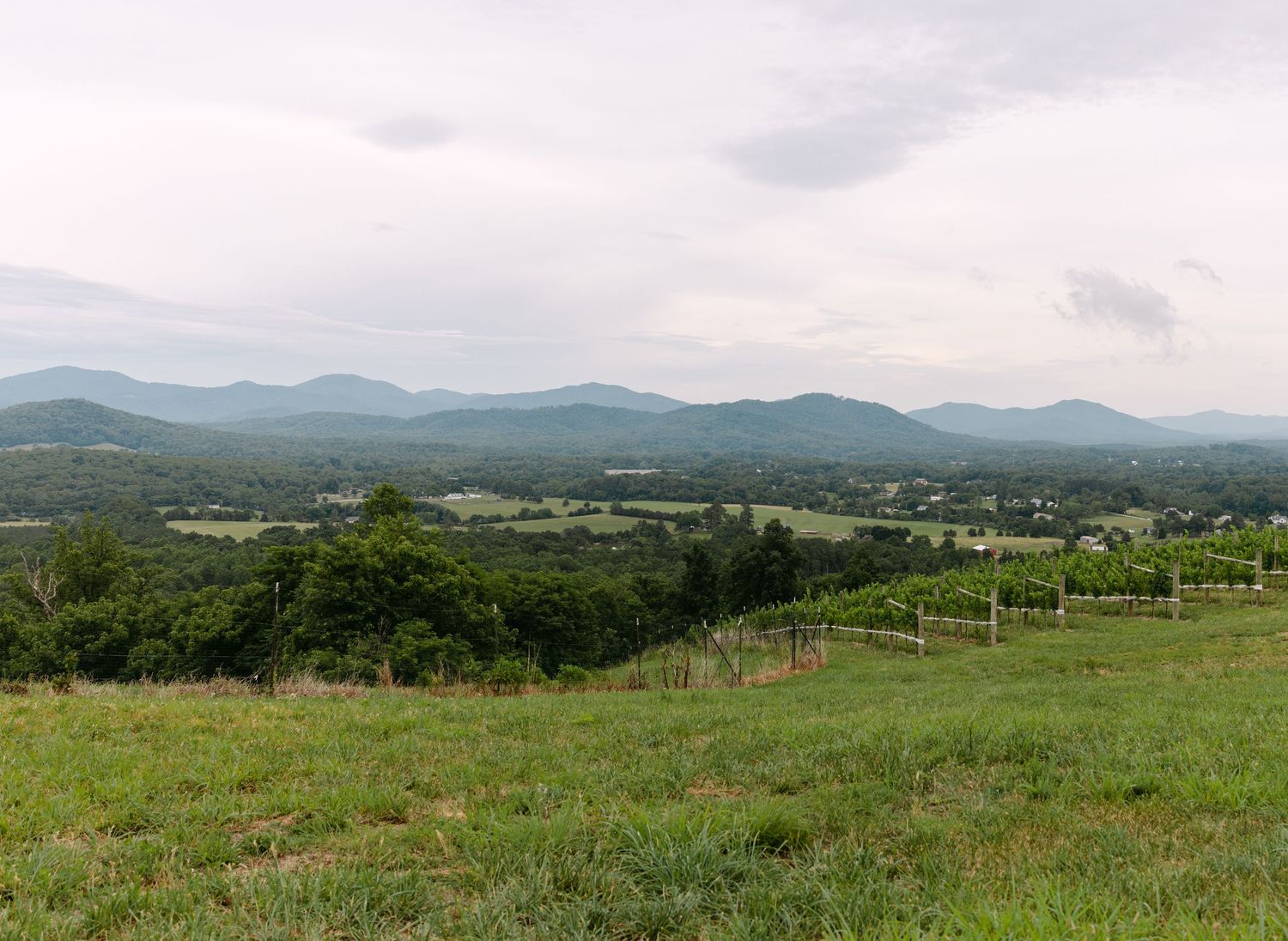 Panoramic view of lush green Virginia vineyard with rolling Blue Ridge Mountains and cloudy sky in background.