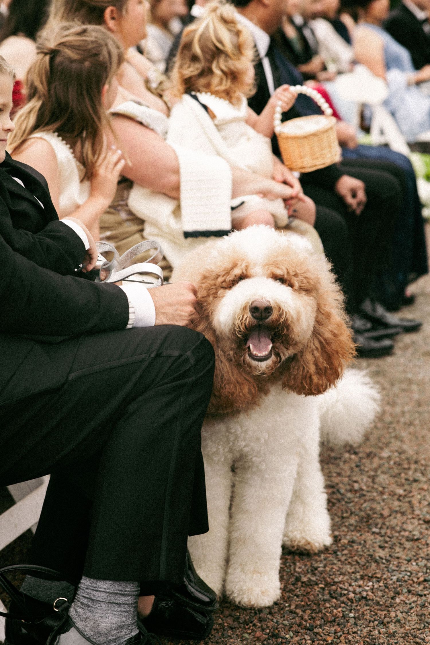 Fluffy brown and white Labradoodle sits among wedding guests in formal attire during an outdoor ceremony.