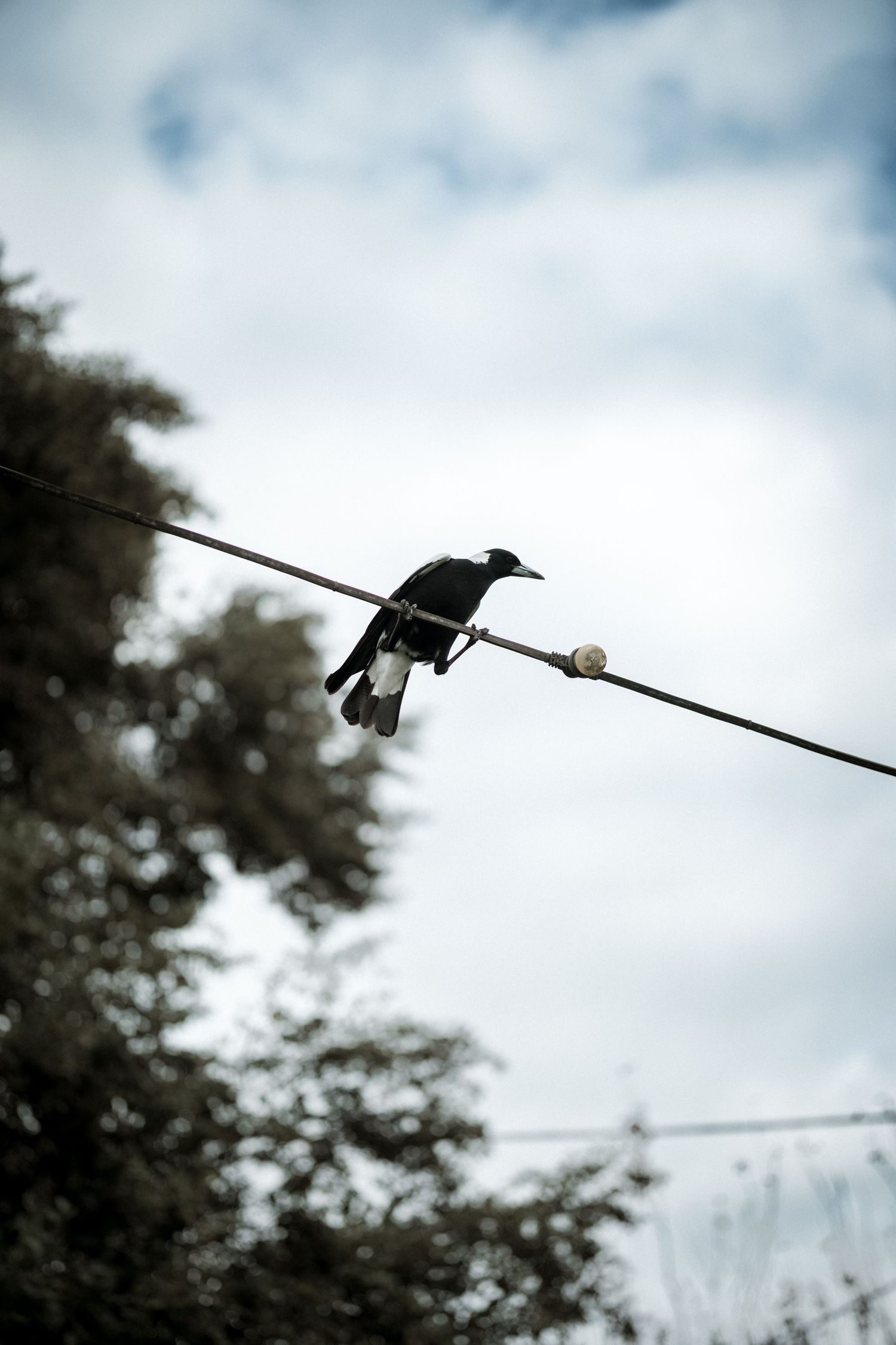 Birds perched on power lines against a moody cloudy sky.