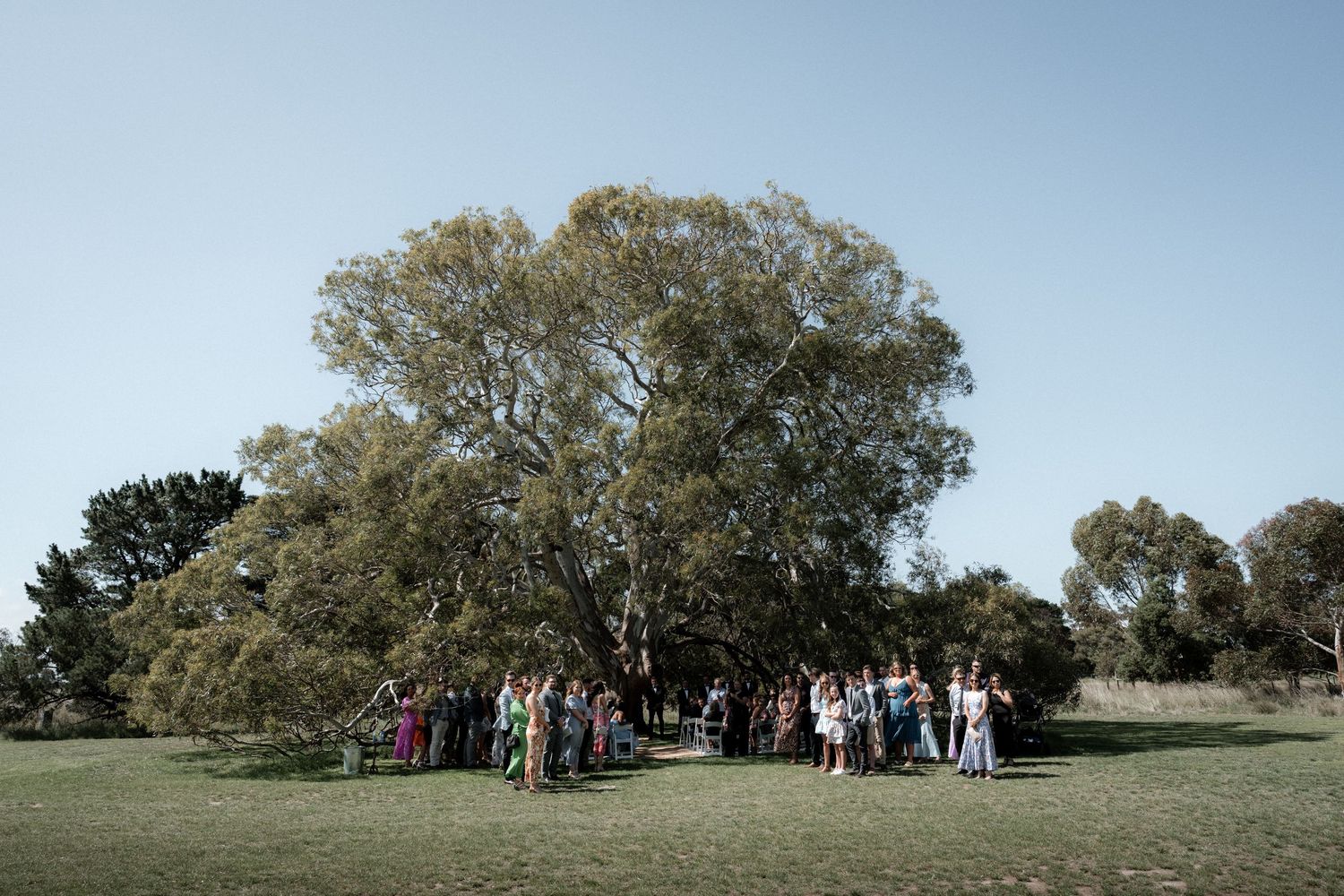 A group of wedding guests gathered beneath large willow trees on a grassy lawn during an outdoor ceremony.