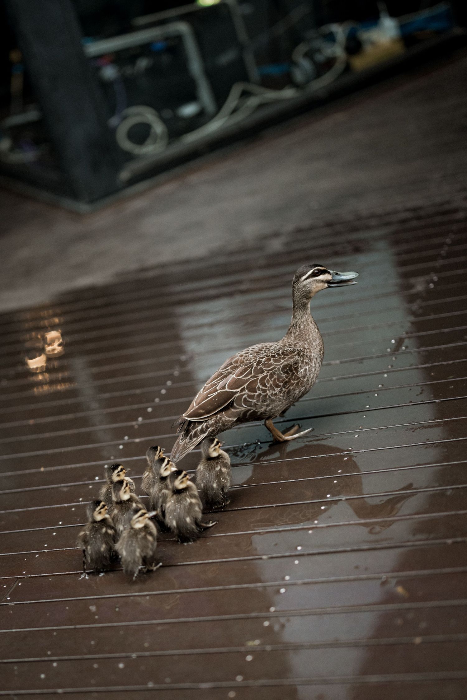A mother duck leads her ducklings across a wet wooden deck in the rain.