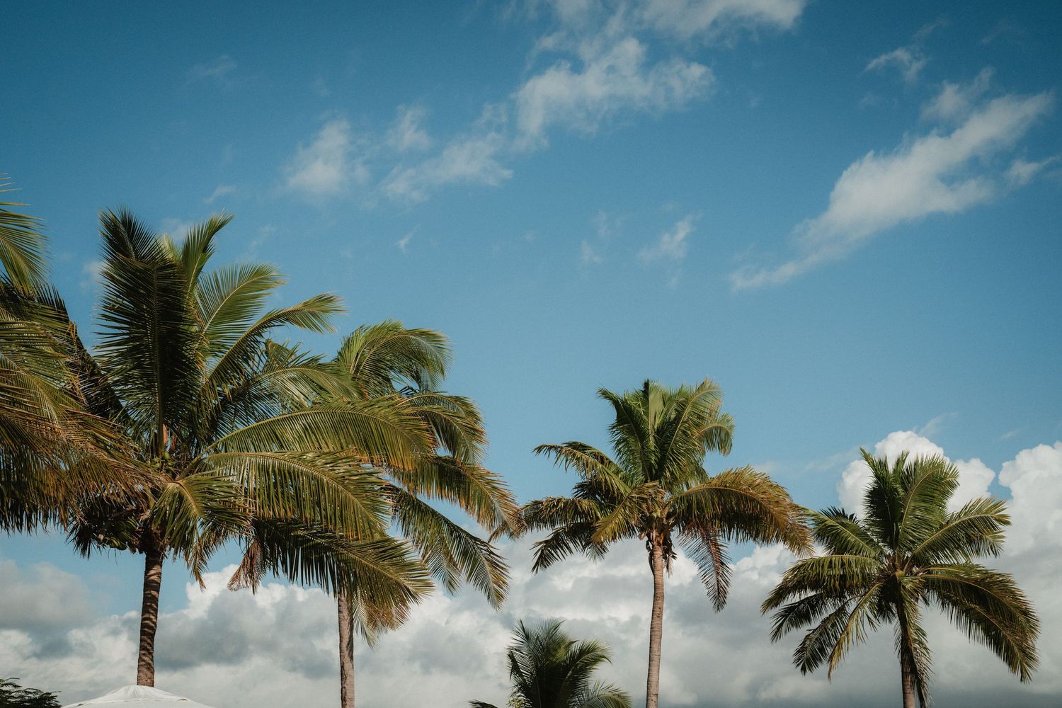 Tall palm trees stand against bright blue sky with wispy clouds in tropical setting.