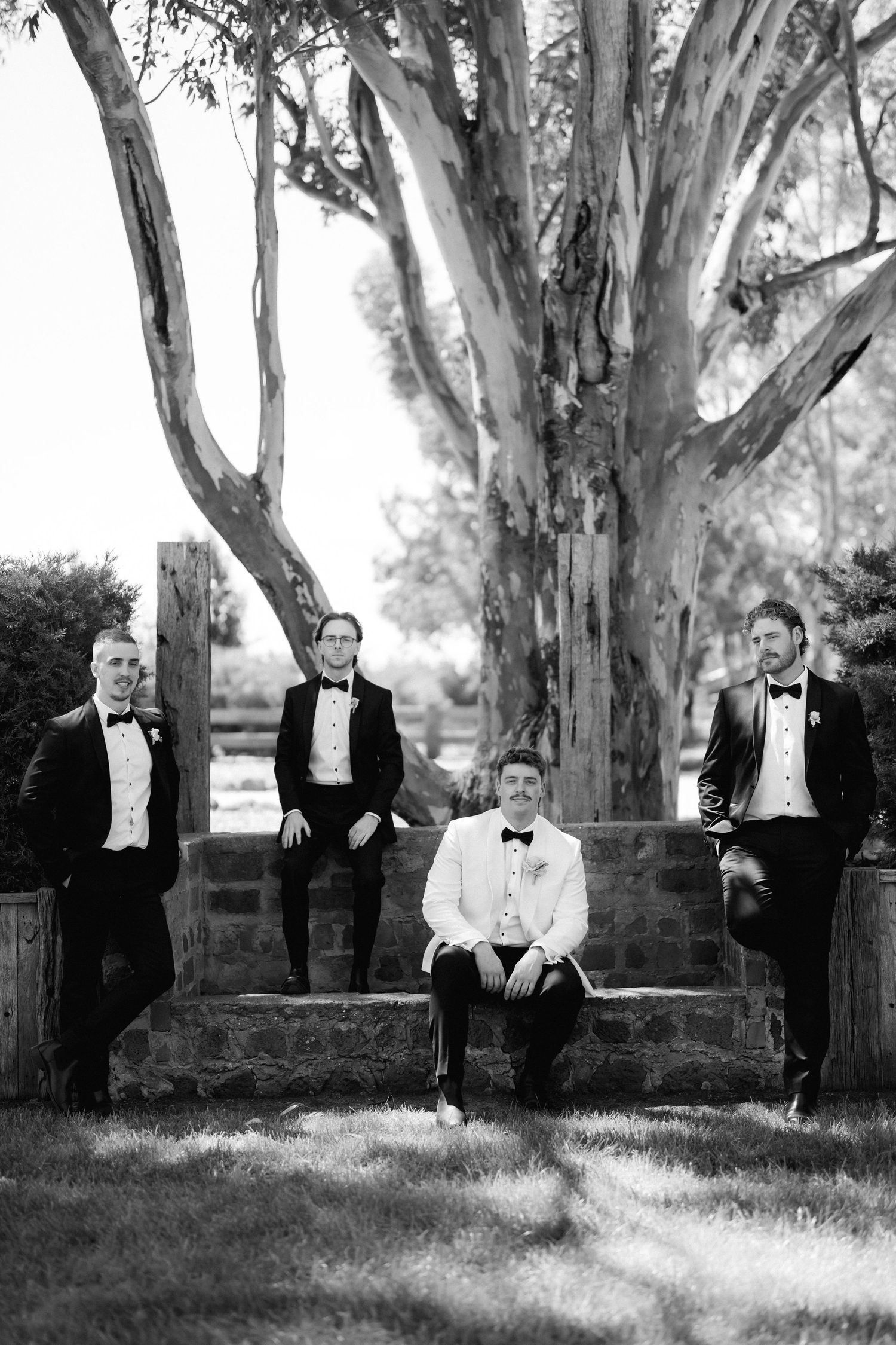 Groom and groomsmen in tuxedos pose near large eucalyptus tree in classic black and white wedding portrait.