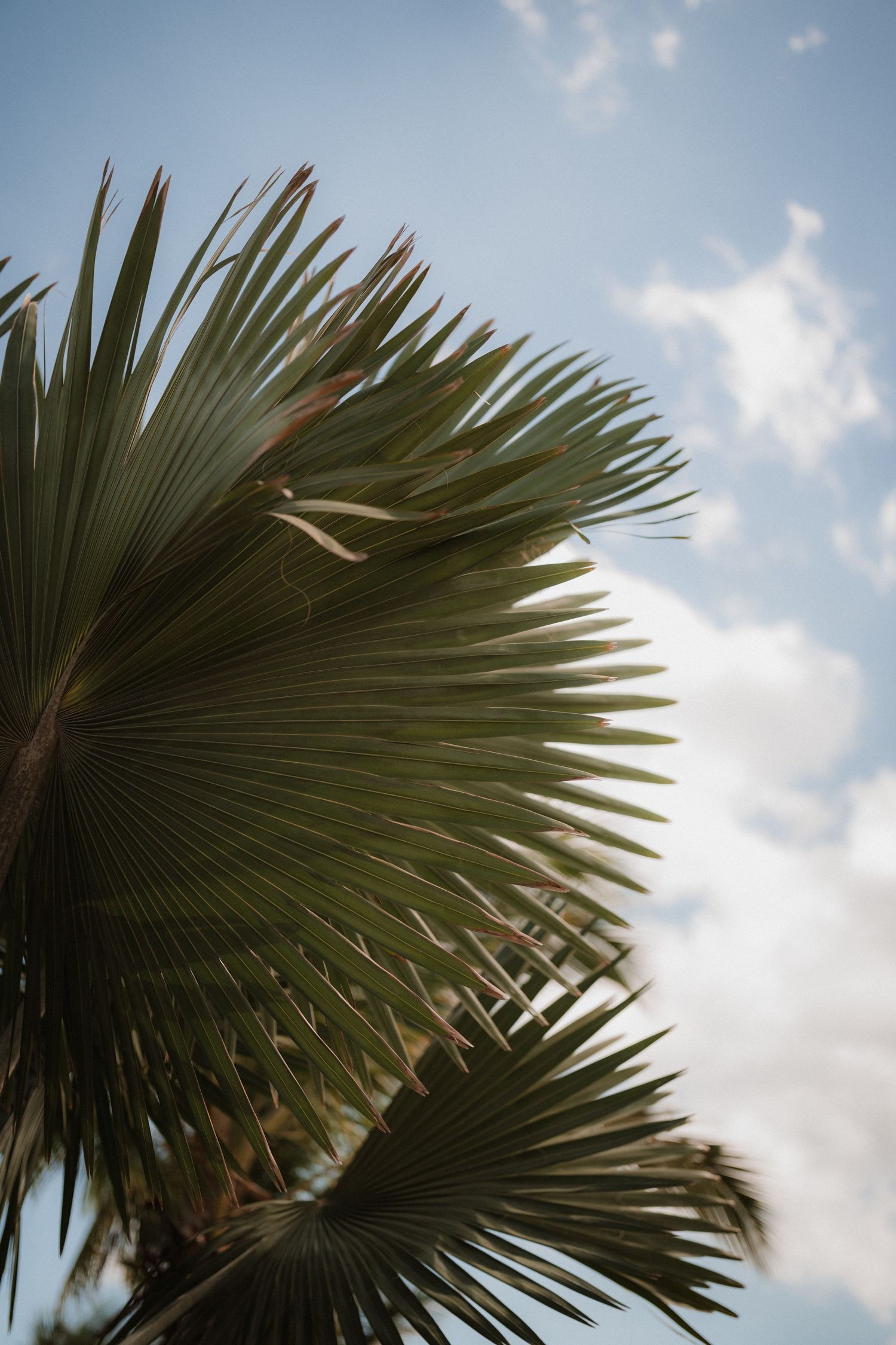 Palm fronds sway against a bright blue sky with white puffy clouds.
