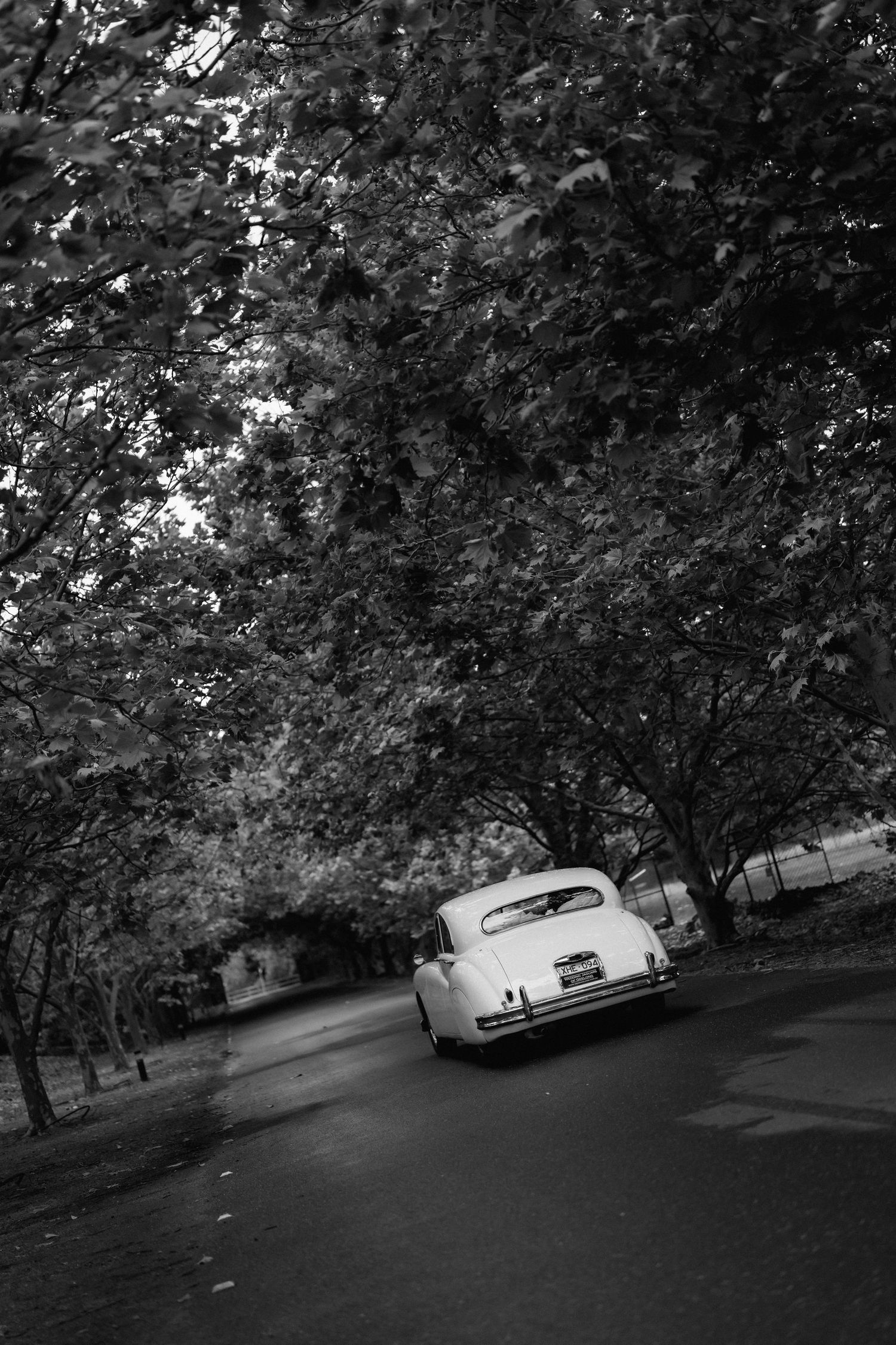 Black and white photo of a vintage white car driving down a tree-lined street, evoking classic elegance.