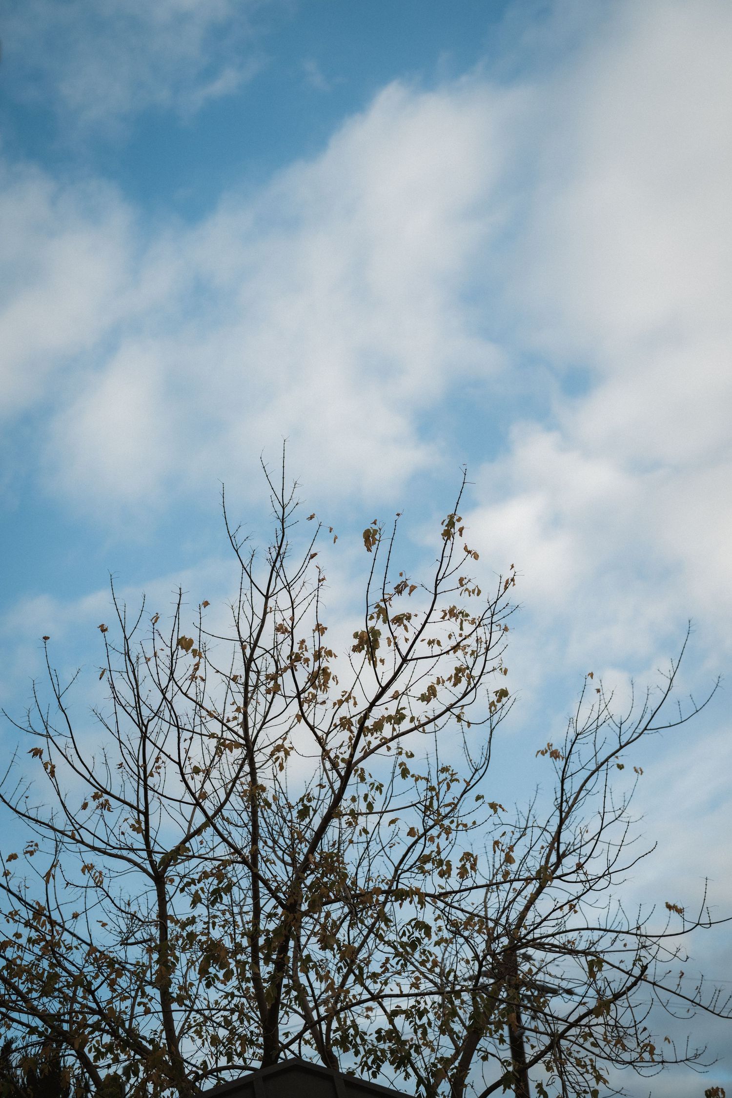 Bare tree branches silhouetted against a bright blue sky with wispy white clouds on a sunny day.