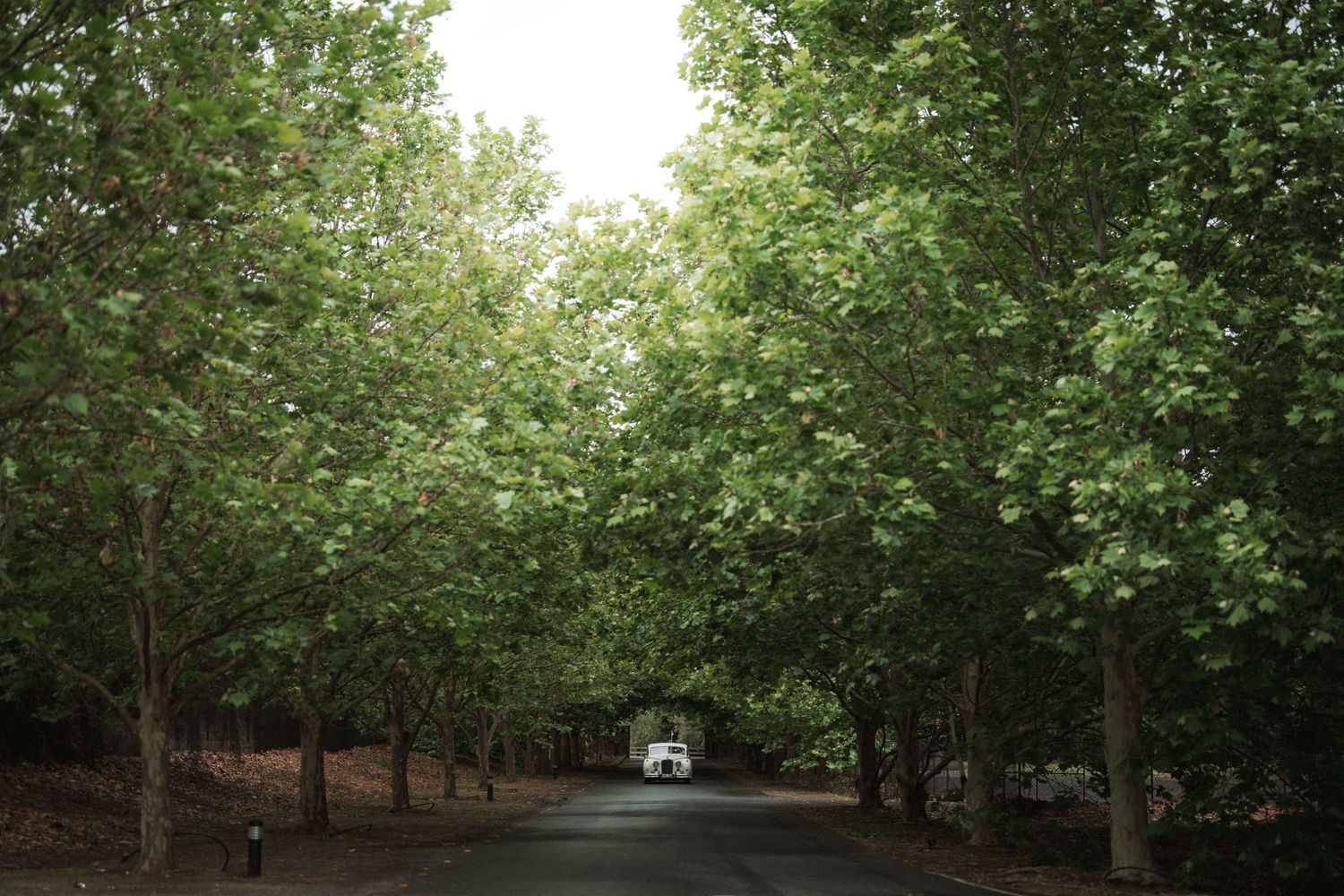 Tree-lined path with lush green foliage creating a natural wedding ceremony backdrop.