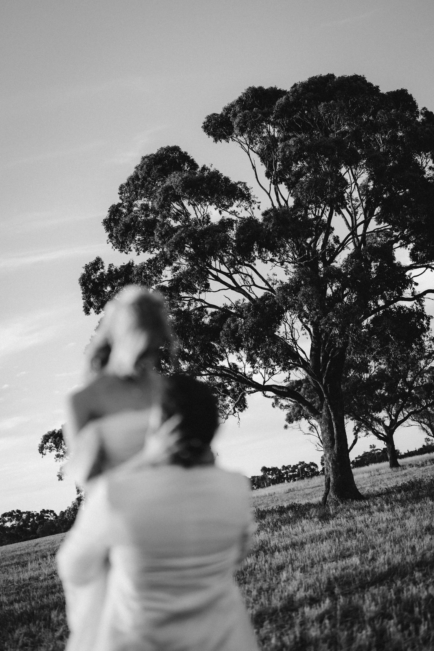 Black and white photo of couple embracing in field with large eucalyptus tree.