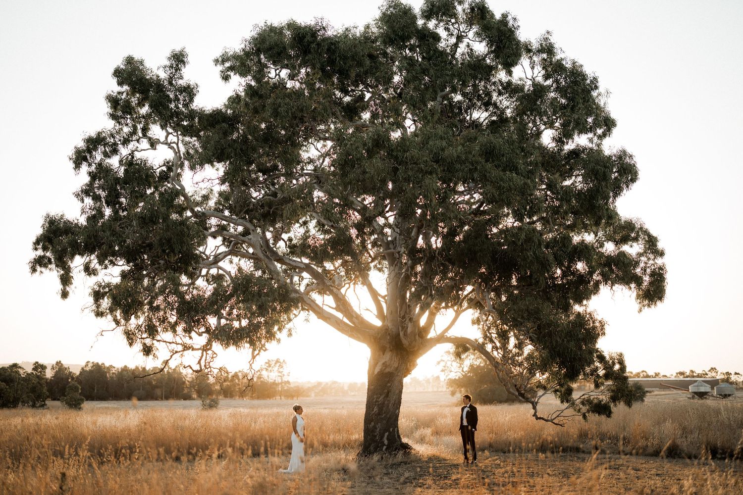 Silhouette of a couple under a large tree during golden hour sunset.