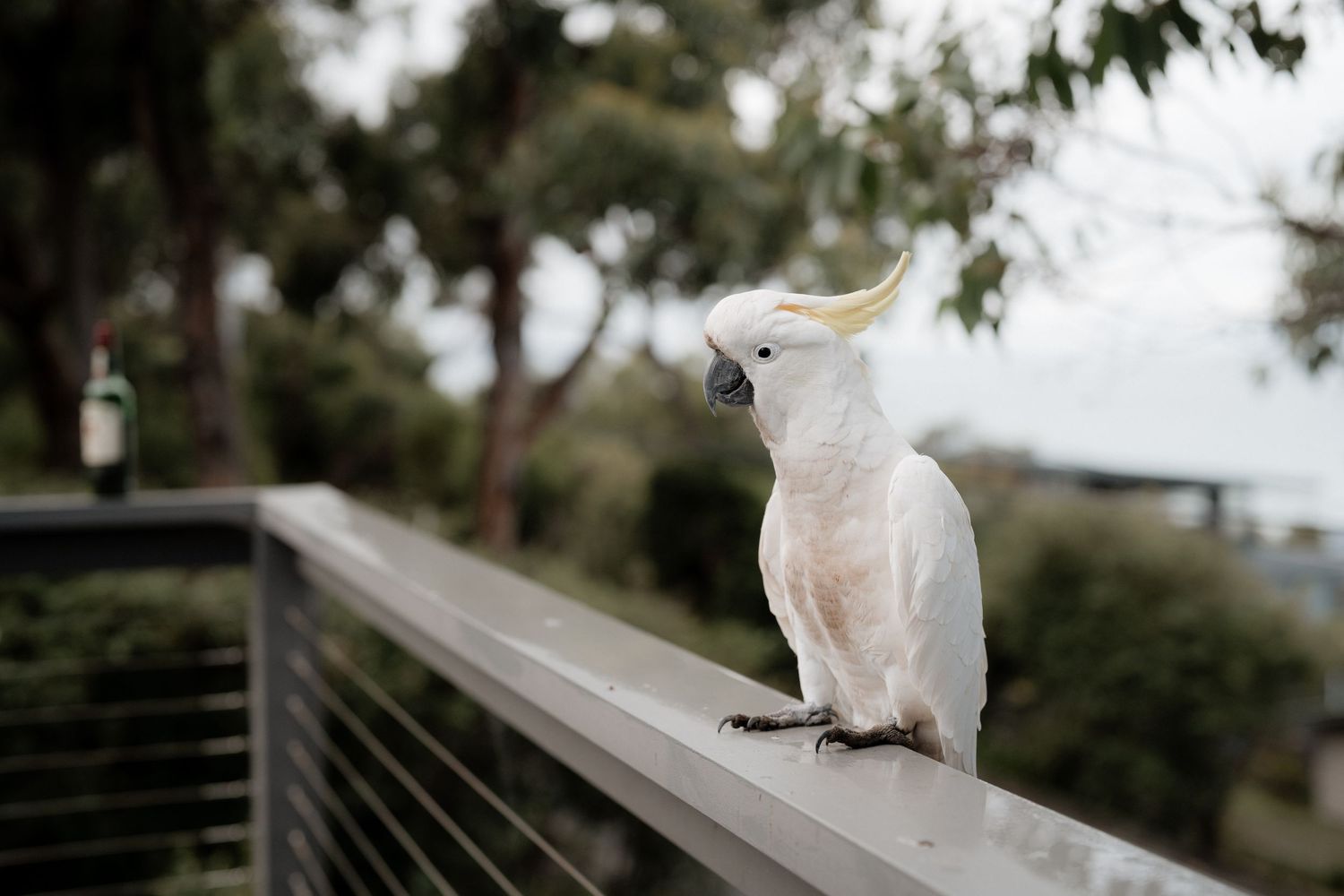 A white sulfur-crested cockatoo perches on a metal railing overlooking a scenic outdoor view.