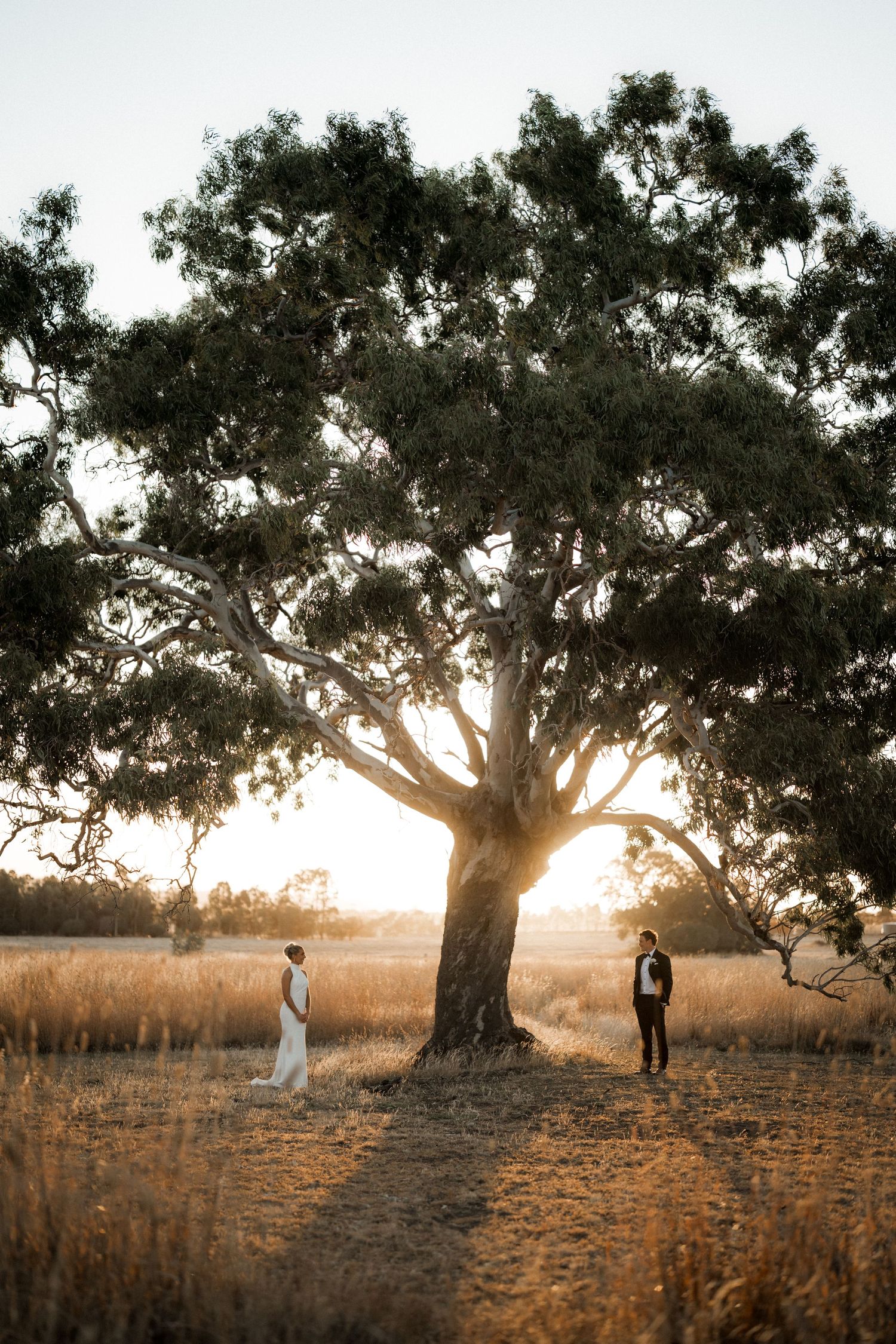 A wedding couple poses beneath a majestic oak tree during golden hour.