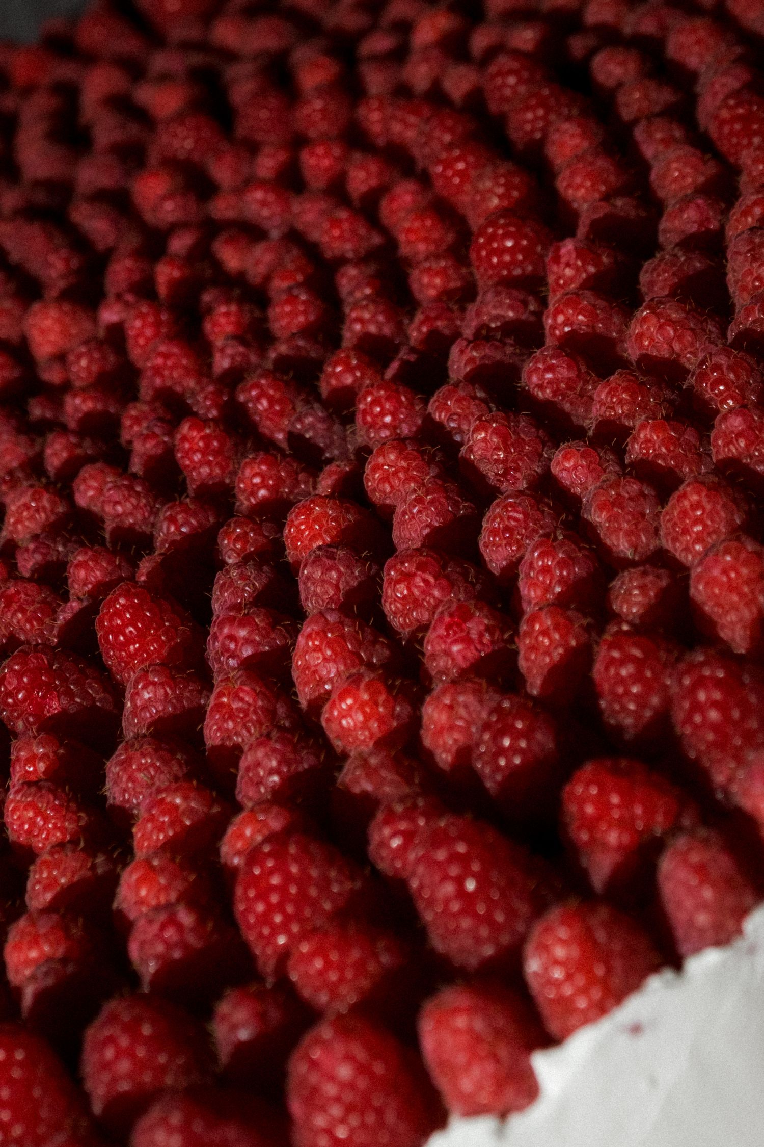 Fresh red raspberries arranged in neat rows creating a vibrant textured pattern.