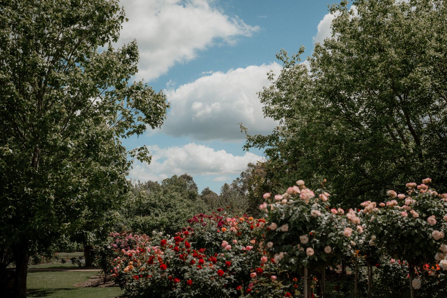 Pink and red rose bushes blooming in a garden with tall green trees and puffy white clouds in the summer sky.
