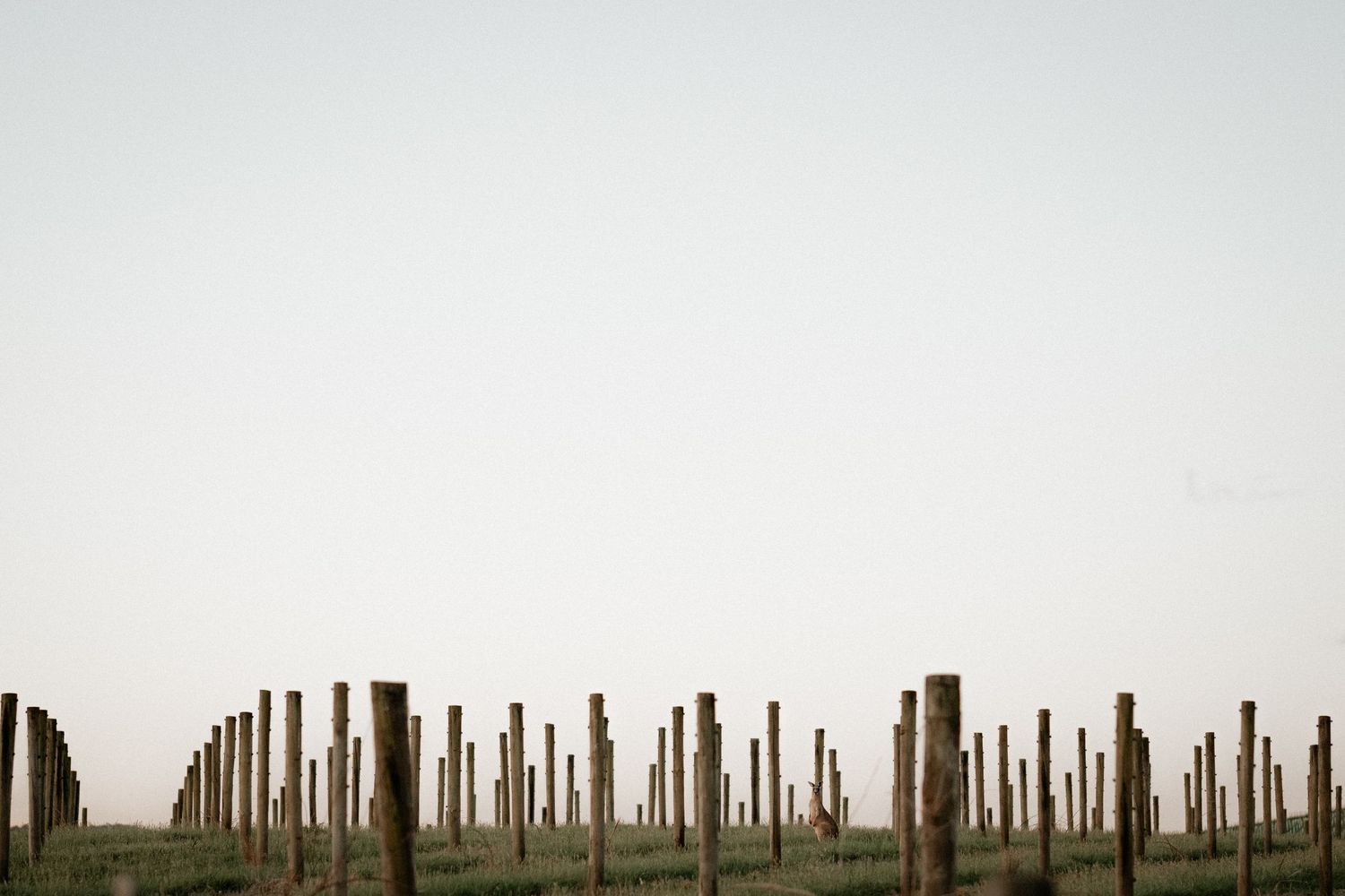 Weathered wooden vineyard posts lined up in a row against a misty overcast sky.