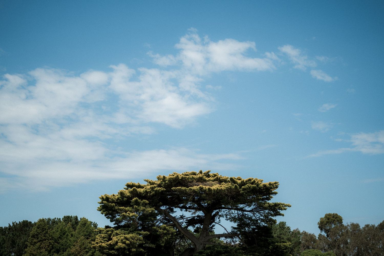 Panoramic view of a coastal landscape with blue sky, white clouds, and lush green trees along the shoreline.