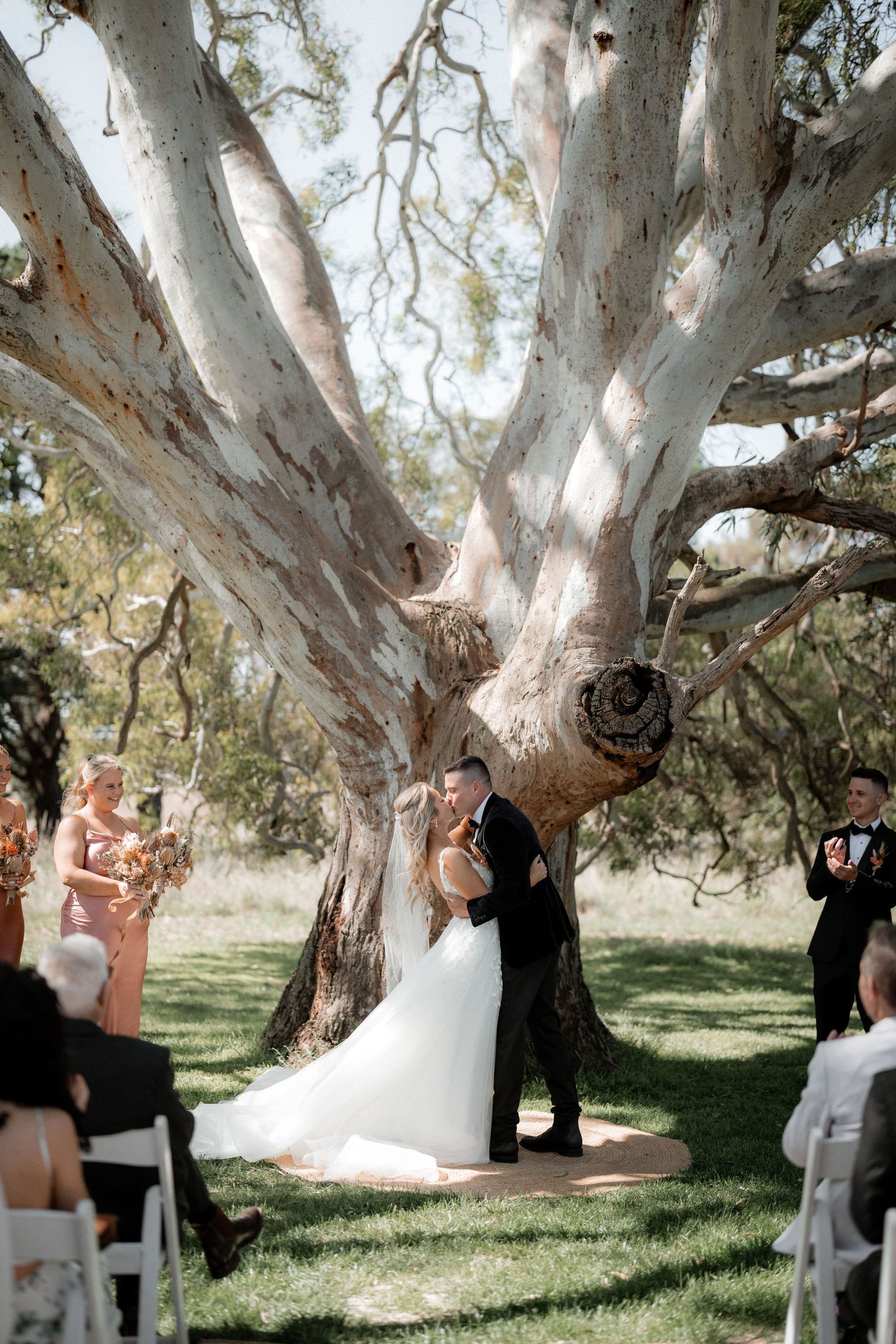 A wedding ceremony takes place under a majestic white-barked eucalyptus tree with guests seated in white chairs on a sunny day.