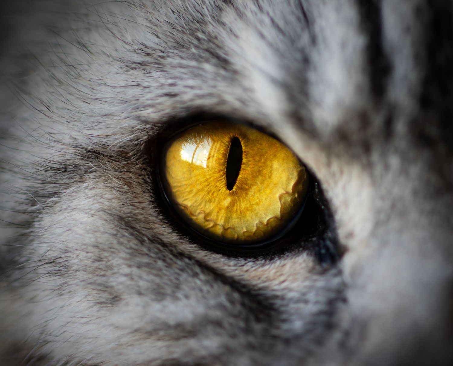 Close-up of a golden eye of a silver tabby cat, detailed pet portrait photography Algarve