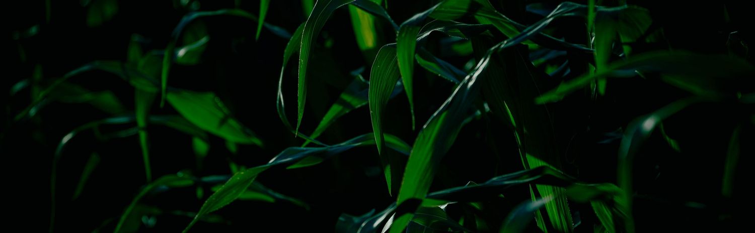 An abstract close up image of corn leaves in late afternoon sun. The Image is primarily a range of dark greens and blacks.