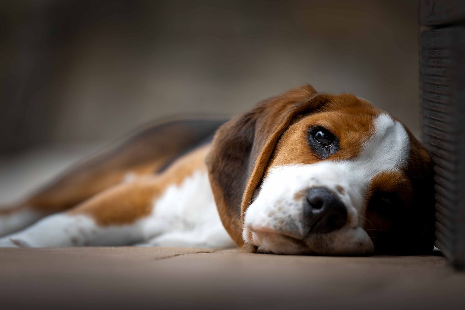 Beagle puppy resting in the sun on a garden floor in the Algarve