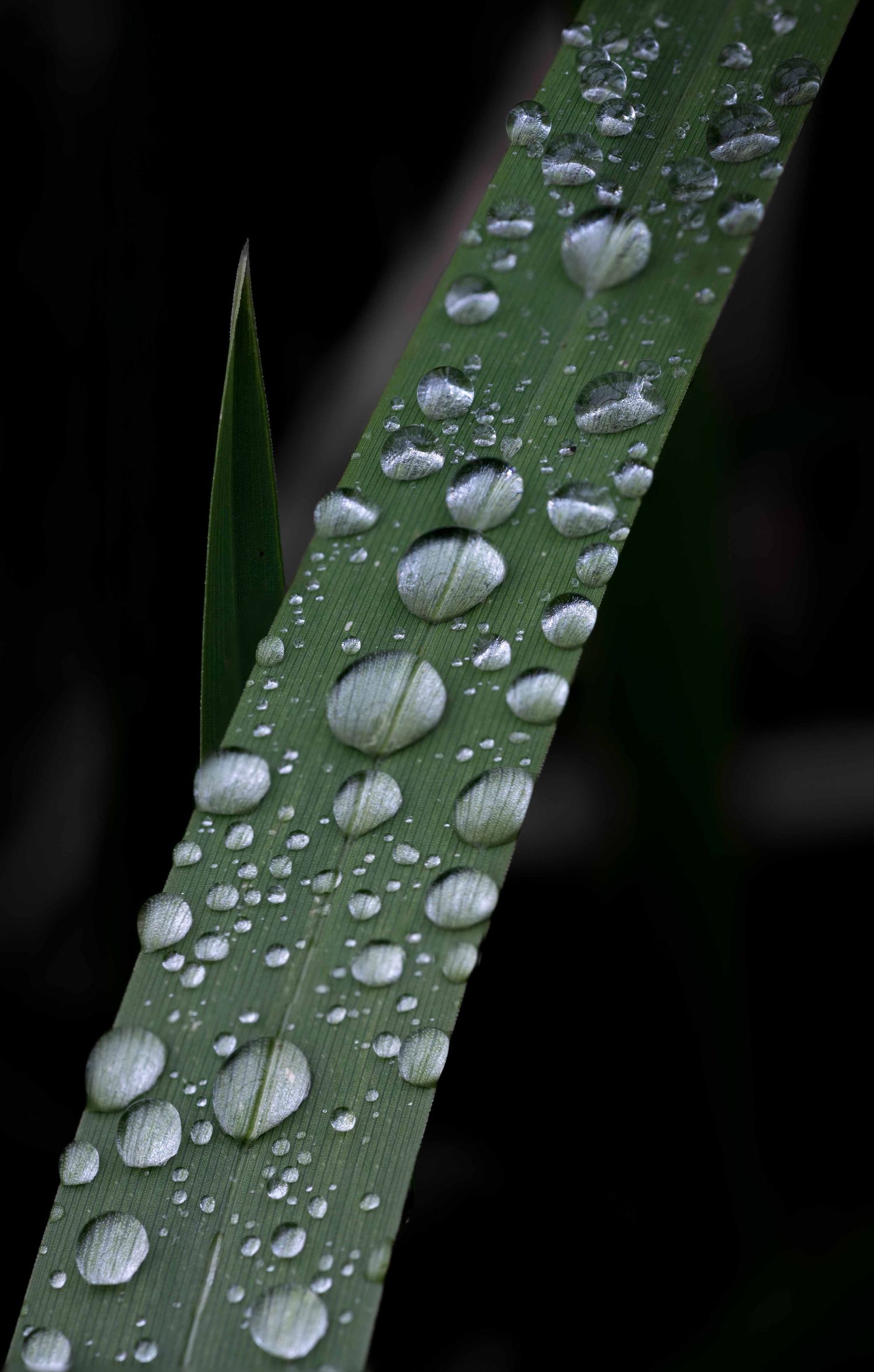 Close-up macro photograph of water droplets on a green leaf, fine art nature photography from Sussex, England