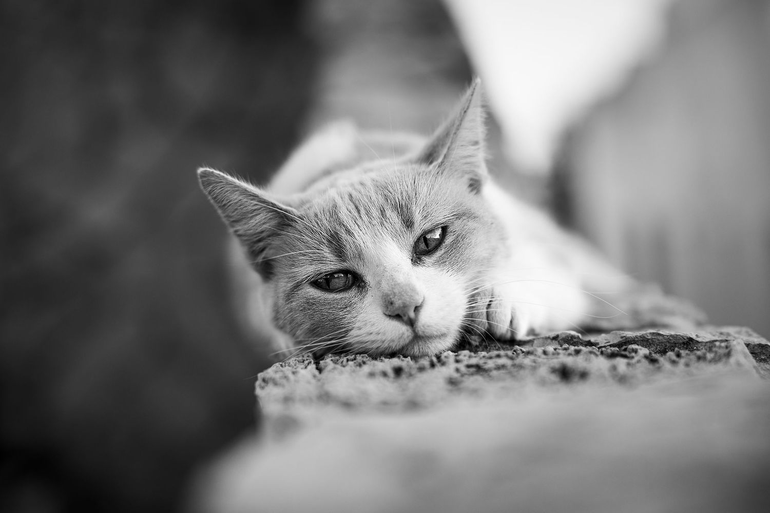 Black and white portrait of a cat resting on a wall staring into the camera, Algarve pet photography