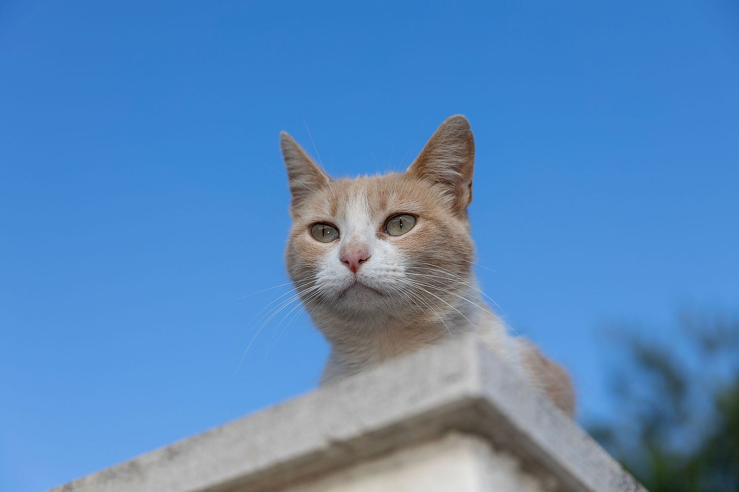 Ginger and white cat perched on a garden wall against a clear blue sky, Algarve pet portrait