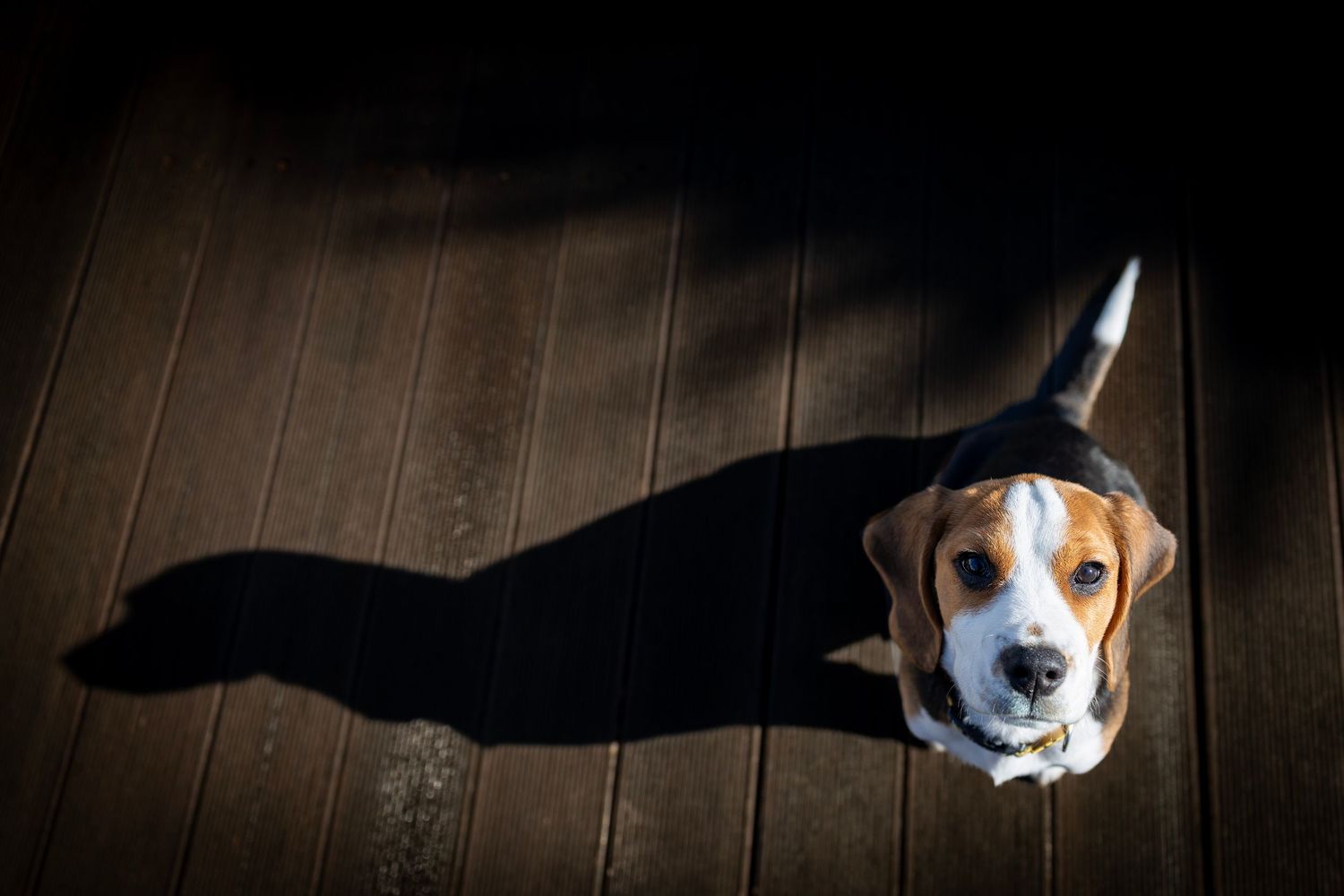 Beagle puppy sitting on a garden deck looking up at the camera with a dramatic shadow, Algarve pet portrait