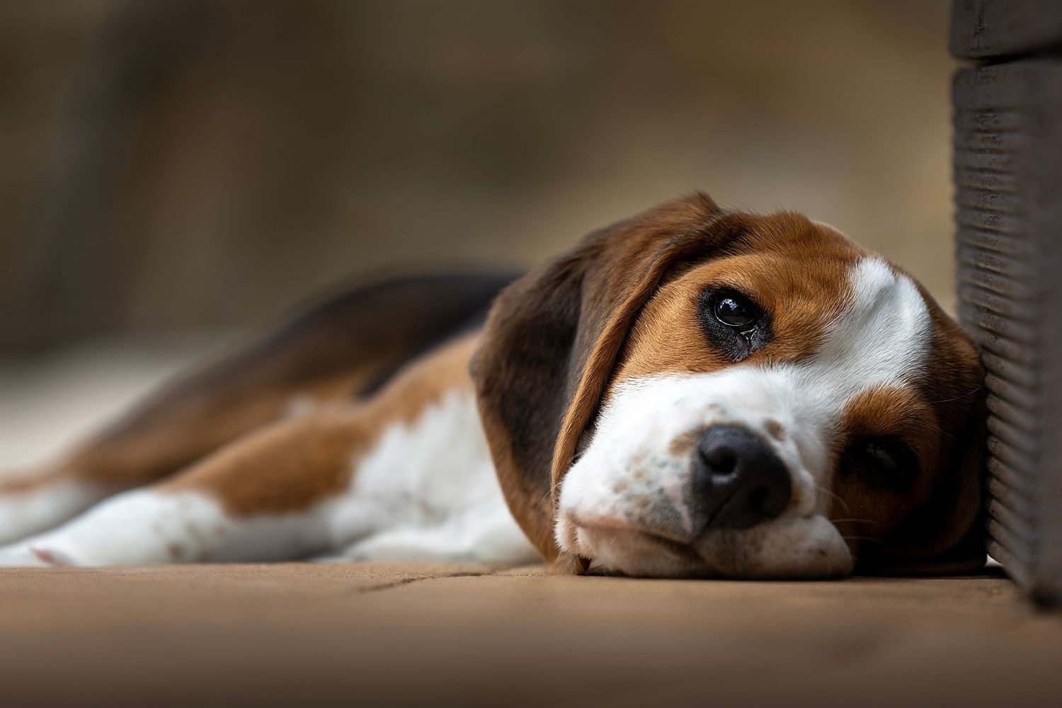 Beagle puppy resting in the sun on a garden floor in the Algarve