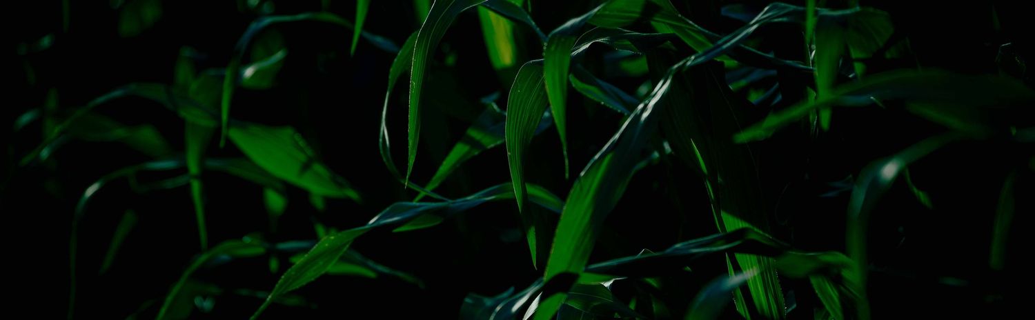 Abstract close-up of lush green corn leaves in dramatic light, fine art nature photography from Ponte de Lima, Portugal