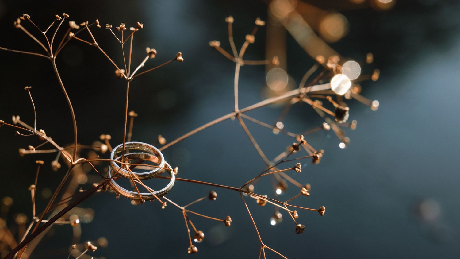 Delicate dried plant stems with small seed pods against a dark blurry background with bokeh lighting effects.