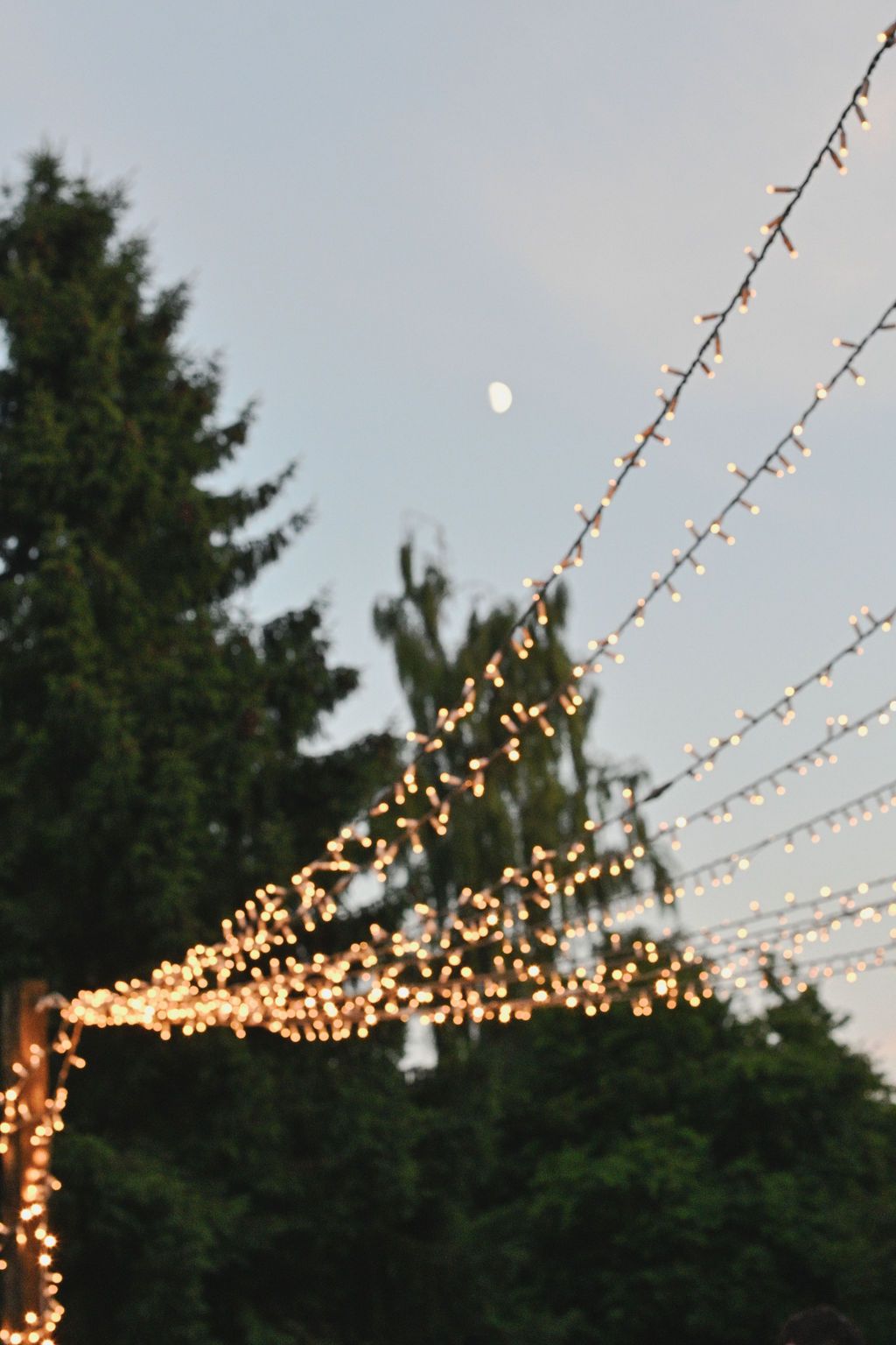 String lights create a magical canopy against darkening evening sky with moon visible through evergreen trees.