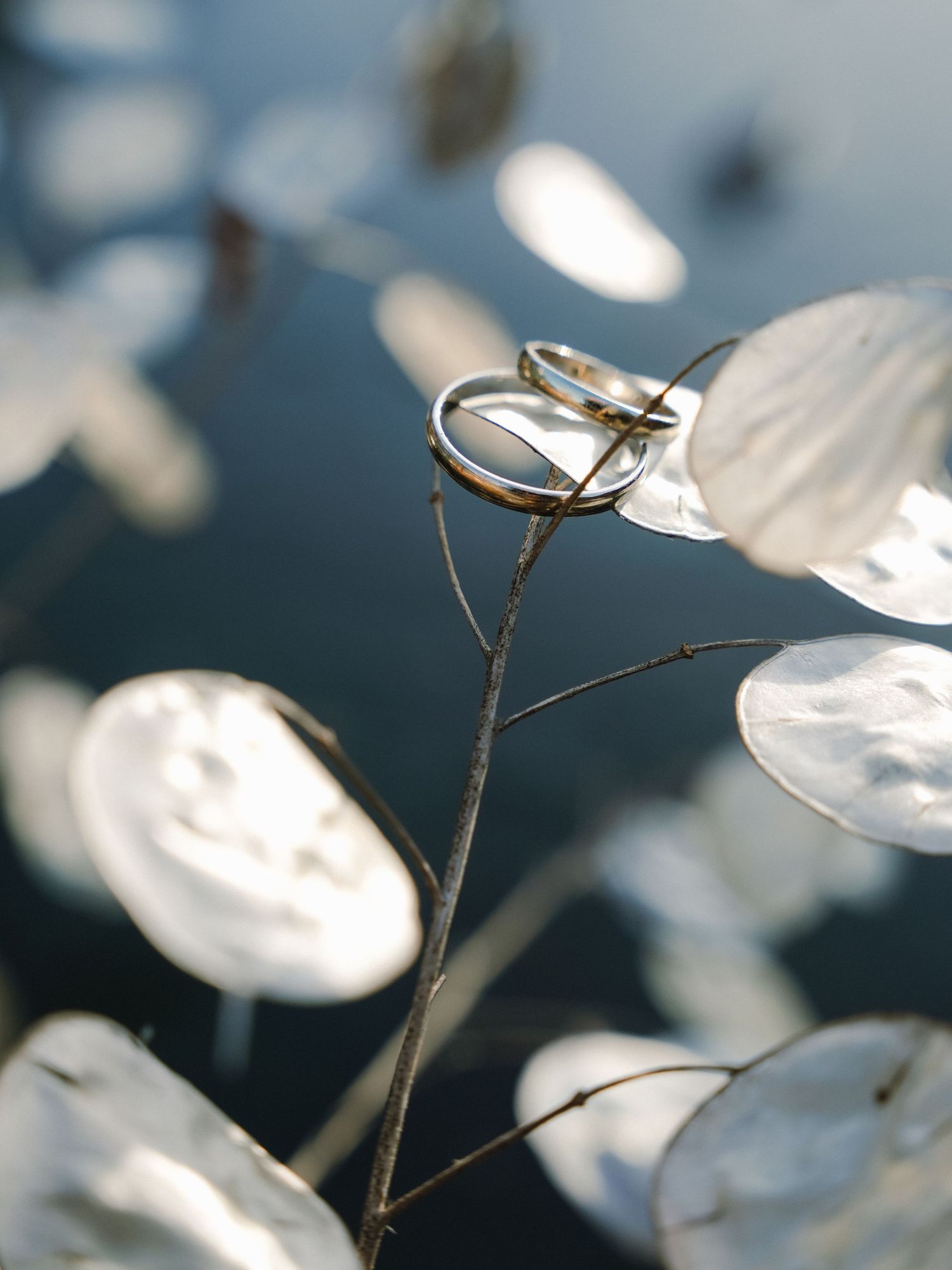 Delicate white honesty plant seed pods with translucent papery texture catch sunlight against dark background.