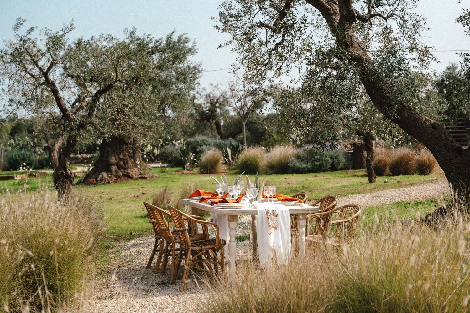 Rustic outdoor dining table set under ancient olive trees in a Mediterranean garden with tall golden grasses.