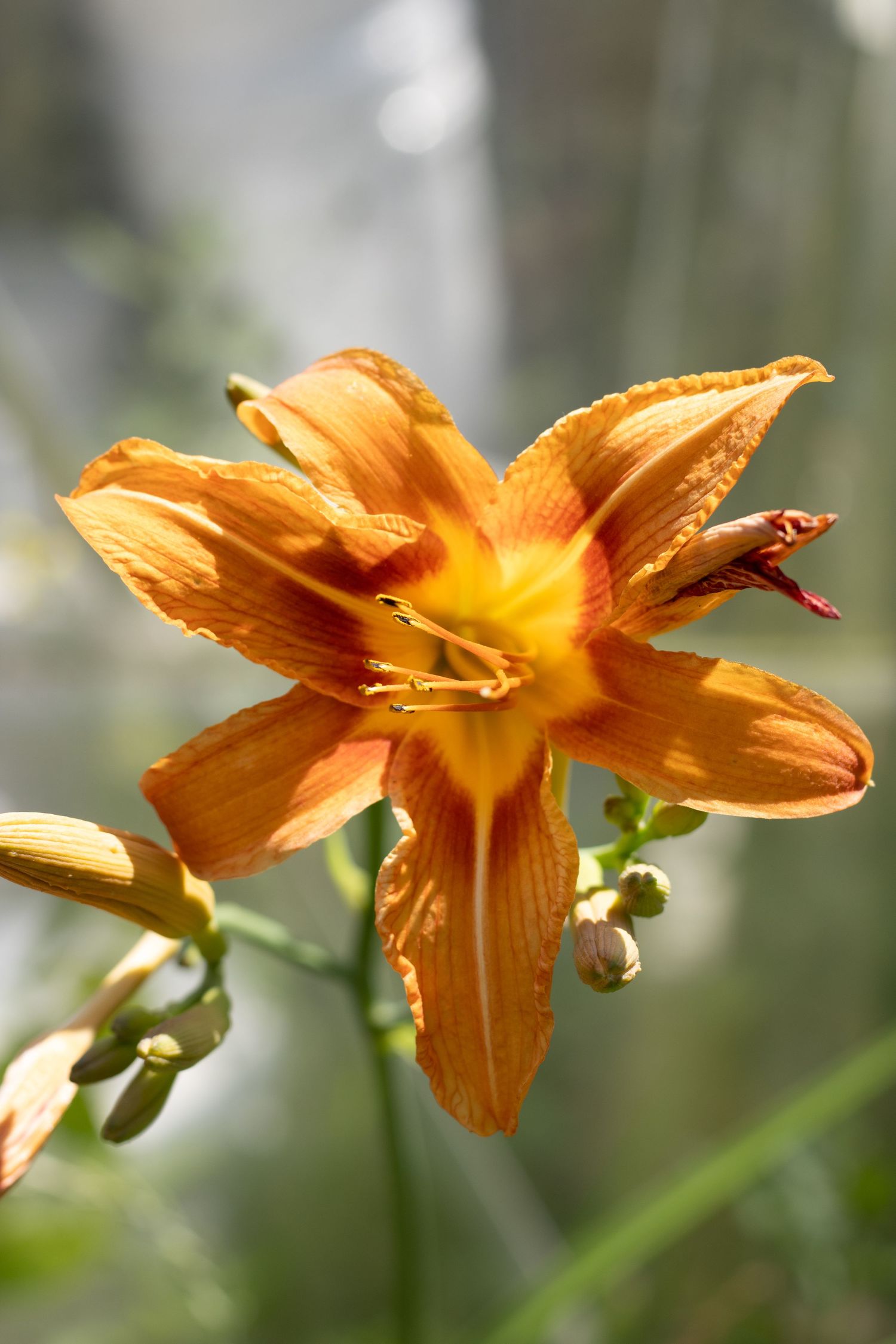 Vibrant orange daylily flower in full bloom with yellow center and stamens against a soft blurred background.