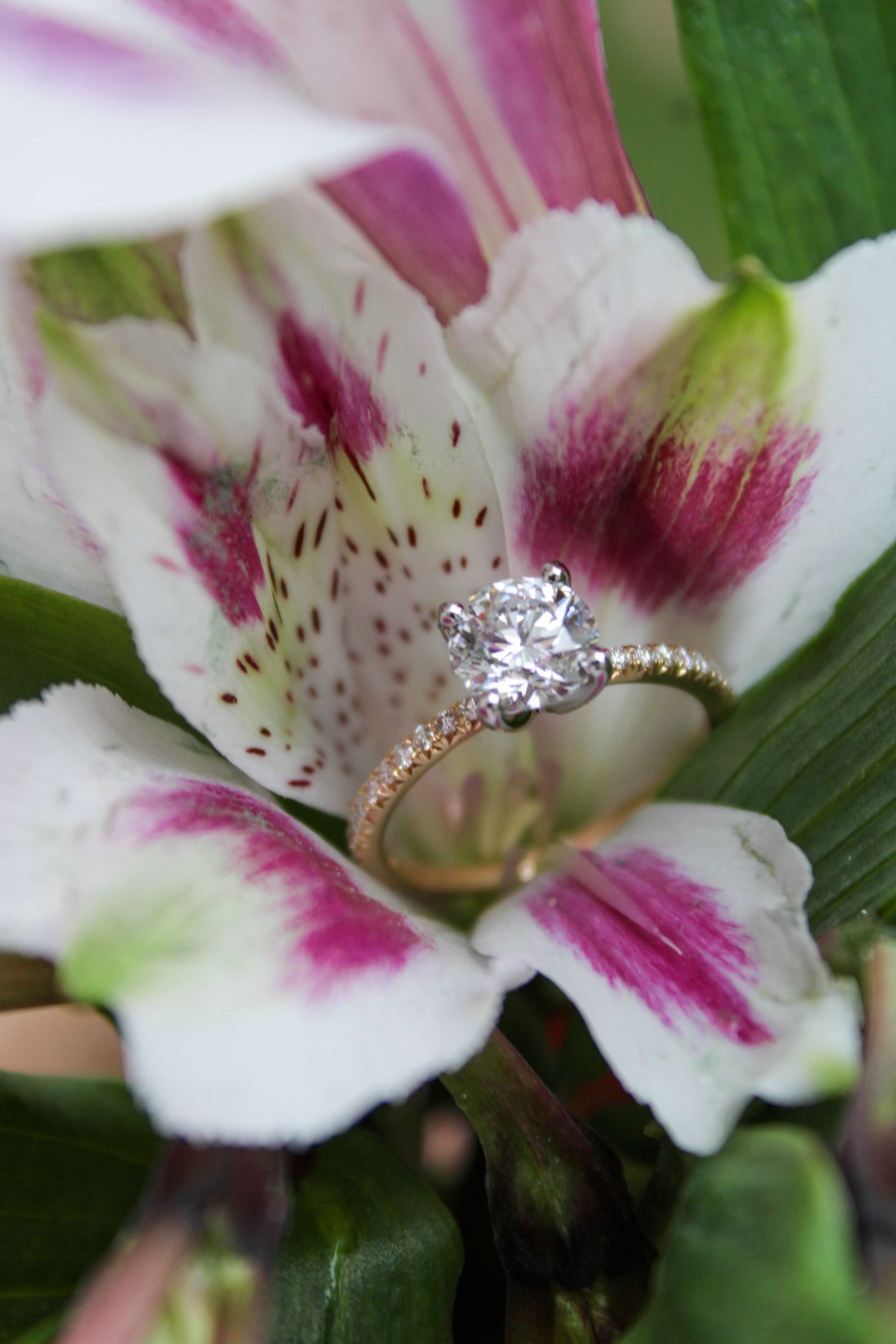 Diamond solitaire engagement ring resting inside a pink and white Alstroemeria flower.
