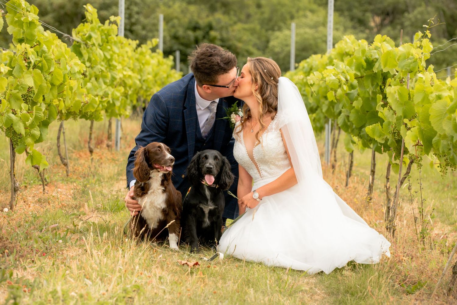 Bride and groom kiss while posing with two dogs among green vineyard rows.