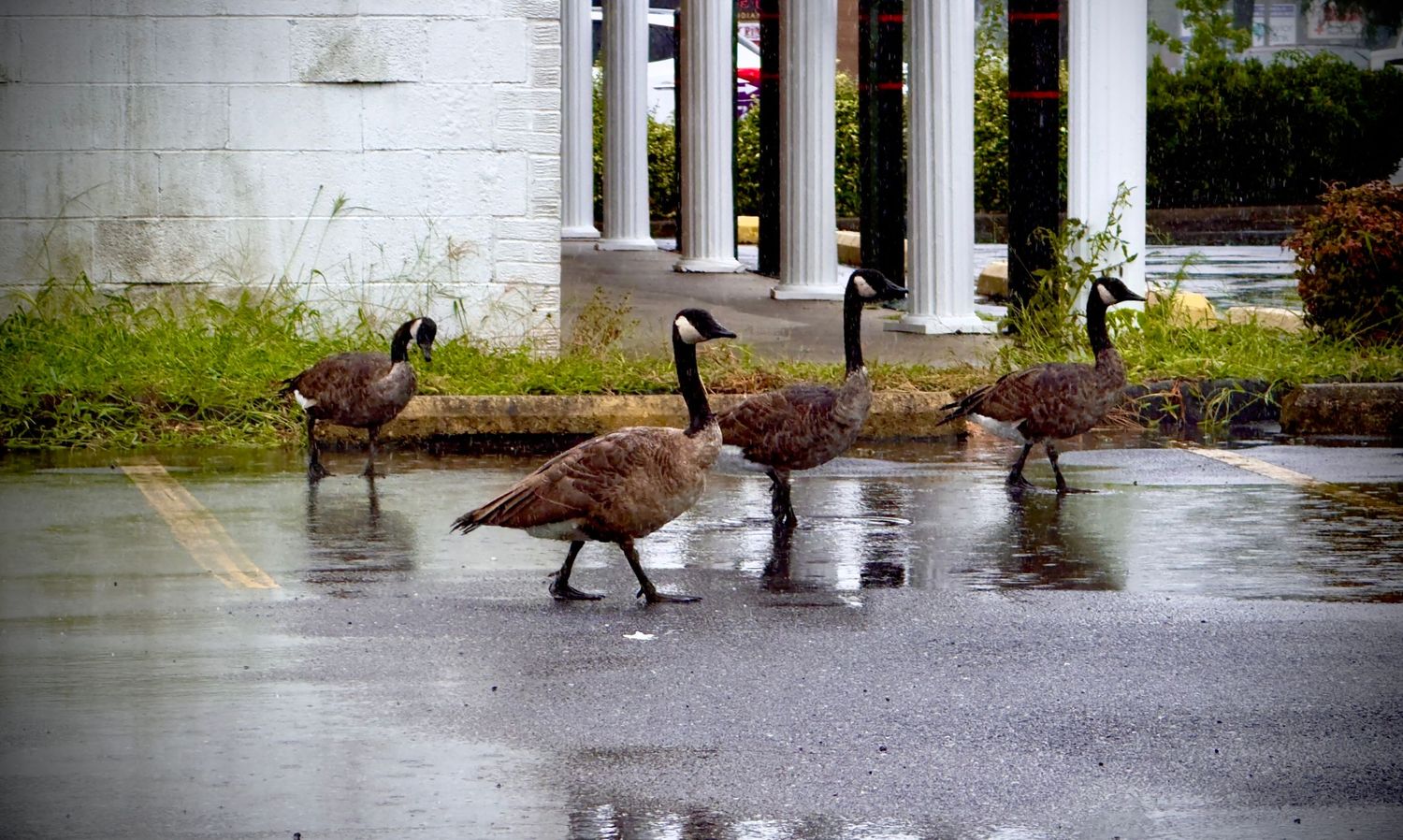 Geese walking across wet pavement near white columned building on rainy day.