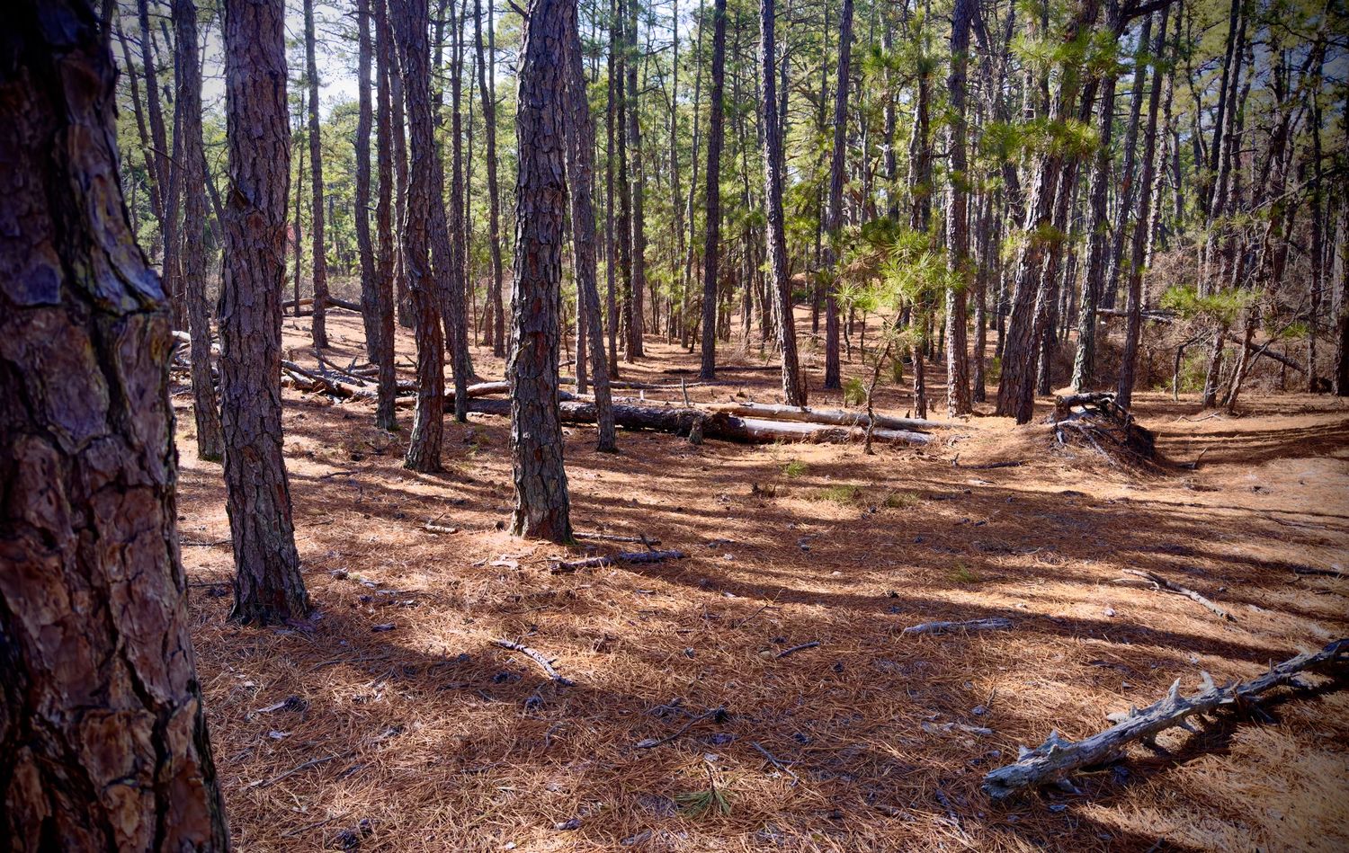 Tall pine trees create natural columns in a sunlit forest.