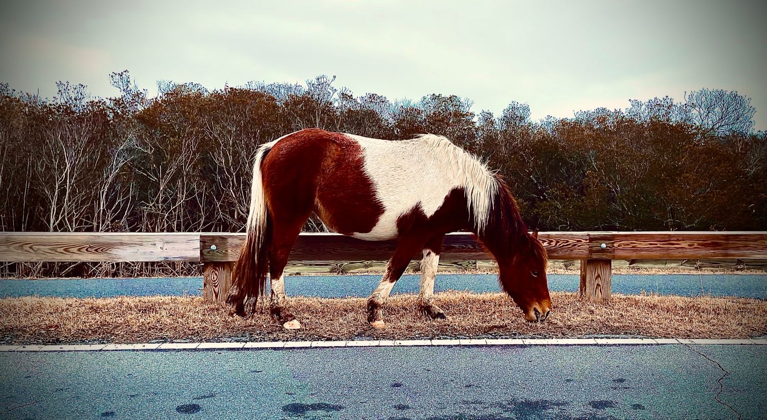 A brown and white spotted pony grazing near a wooden fence in autumn.