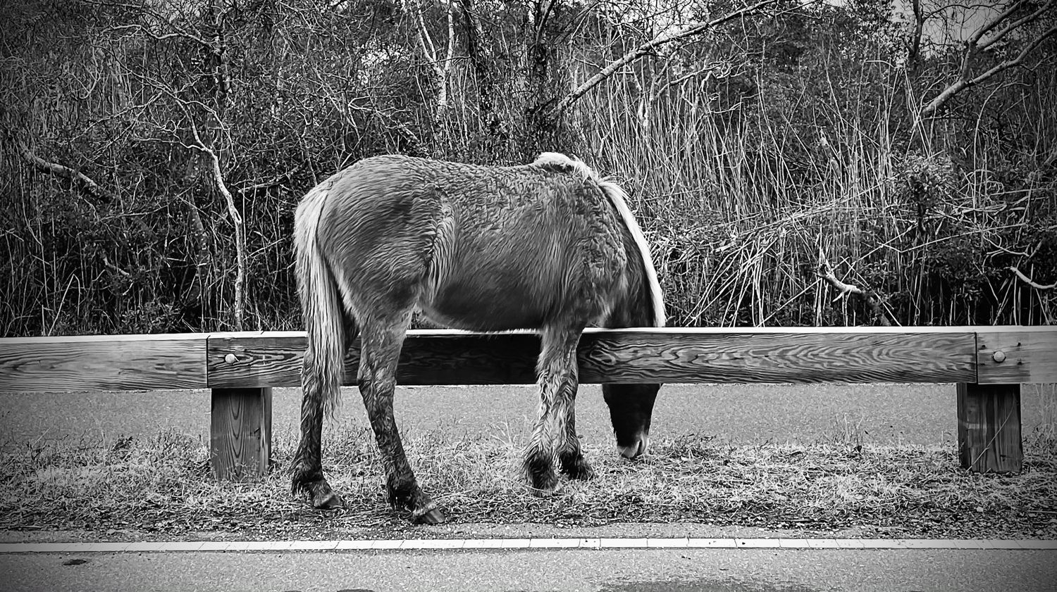 A black and white photograph of a horse drinking water from a trough in a rustic setting.